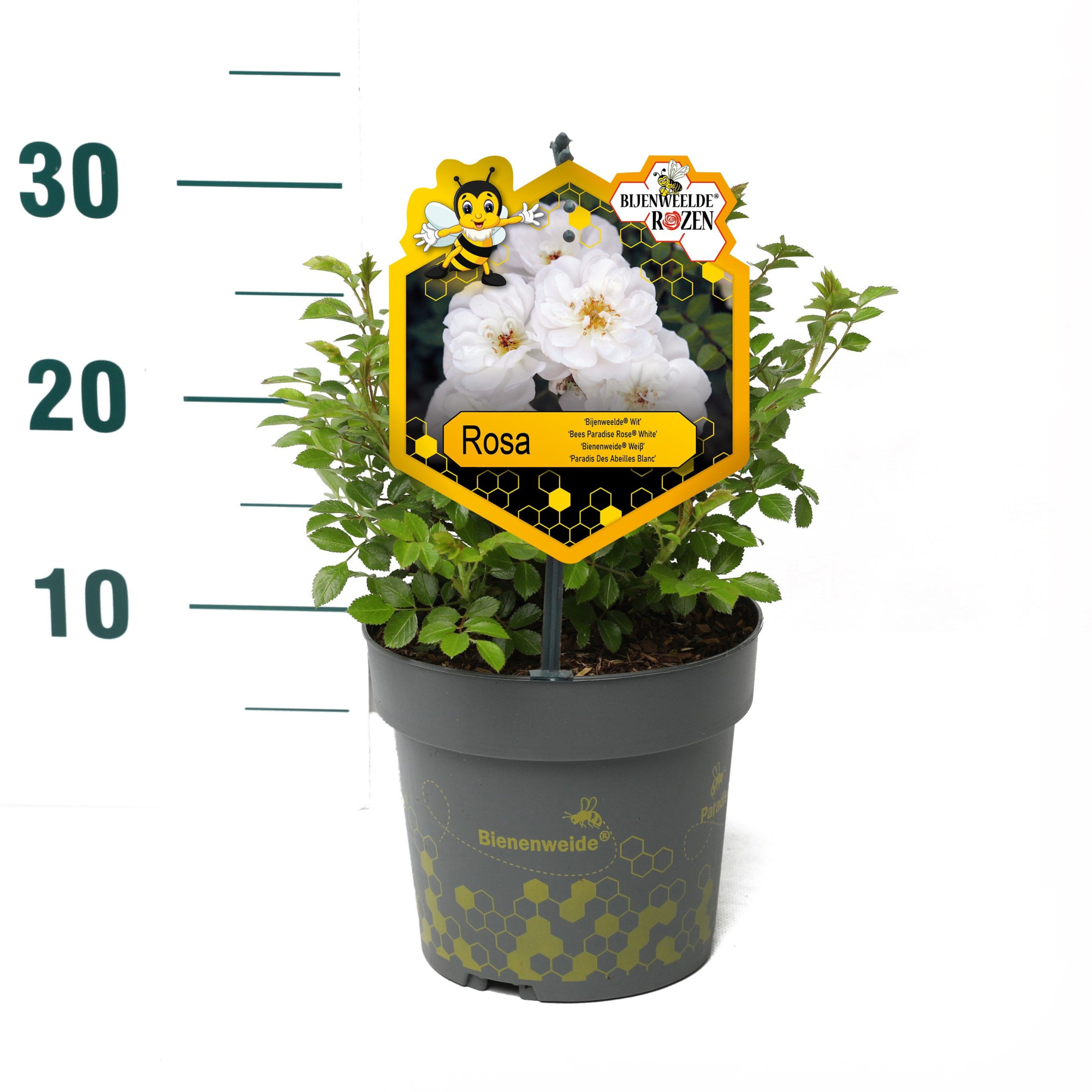Rosa 'White' - Struik - P17 - Bijenweelde, D 17 cm