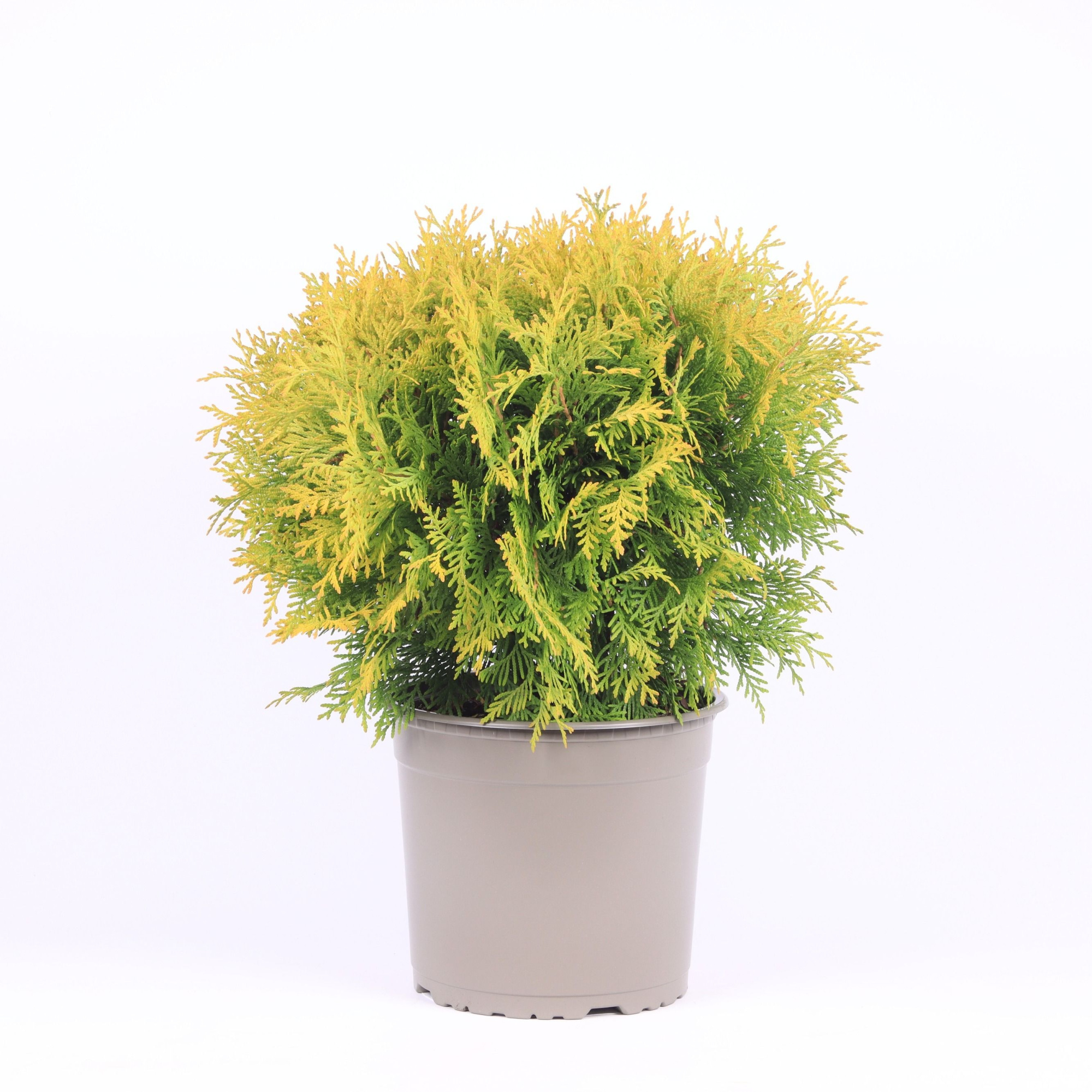 Thuja occidentalis 'Golden Globe', D 23 cm