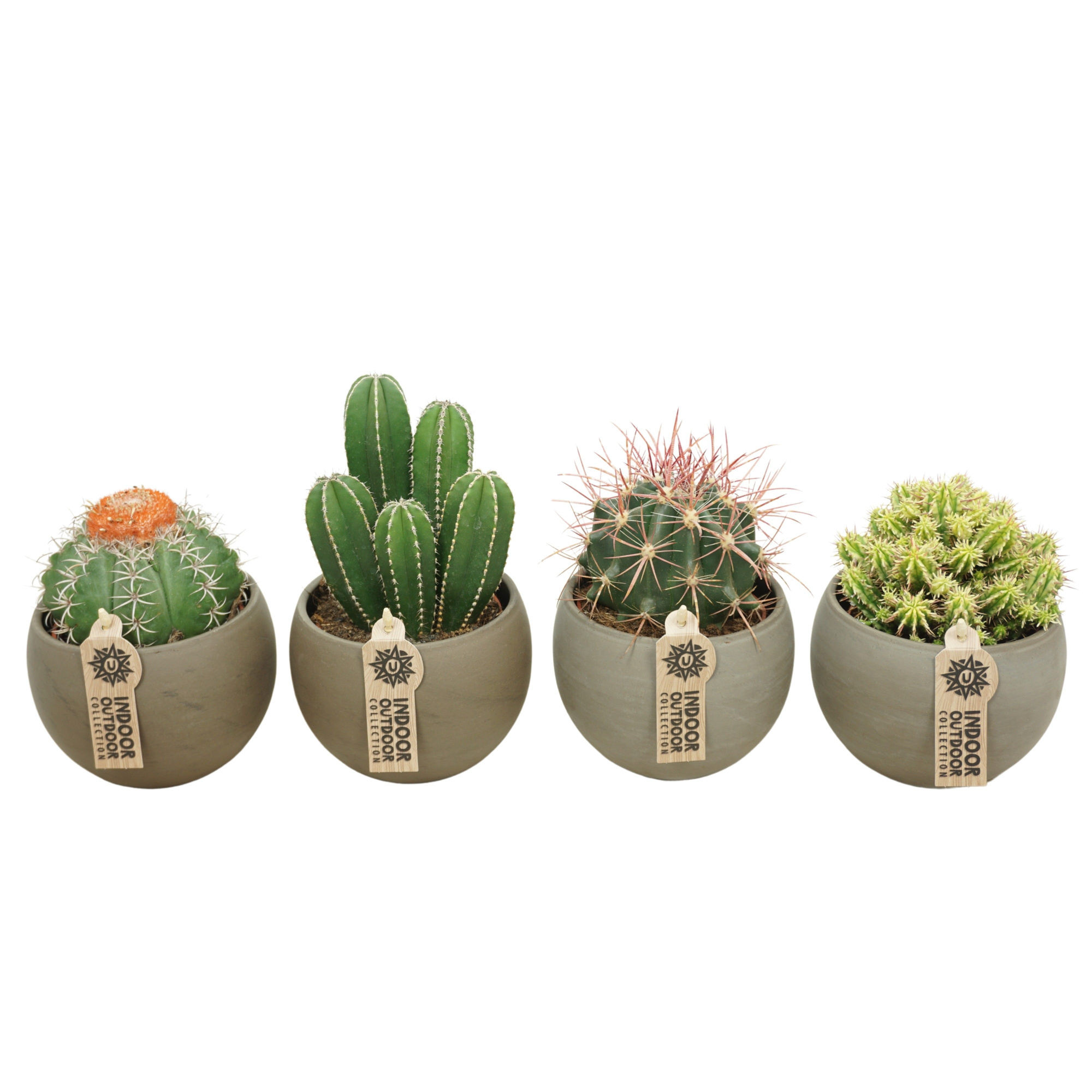 Cactus mix in 14 cm 'Bol Pot', D 10,5 cm