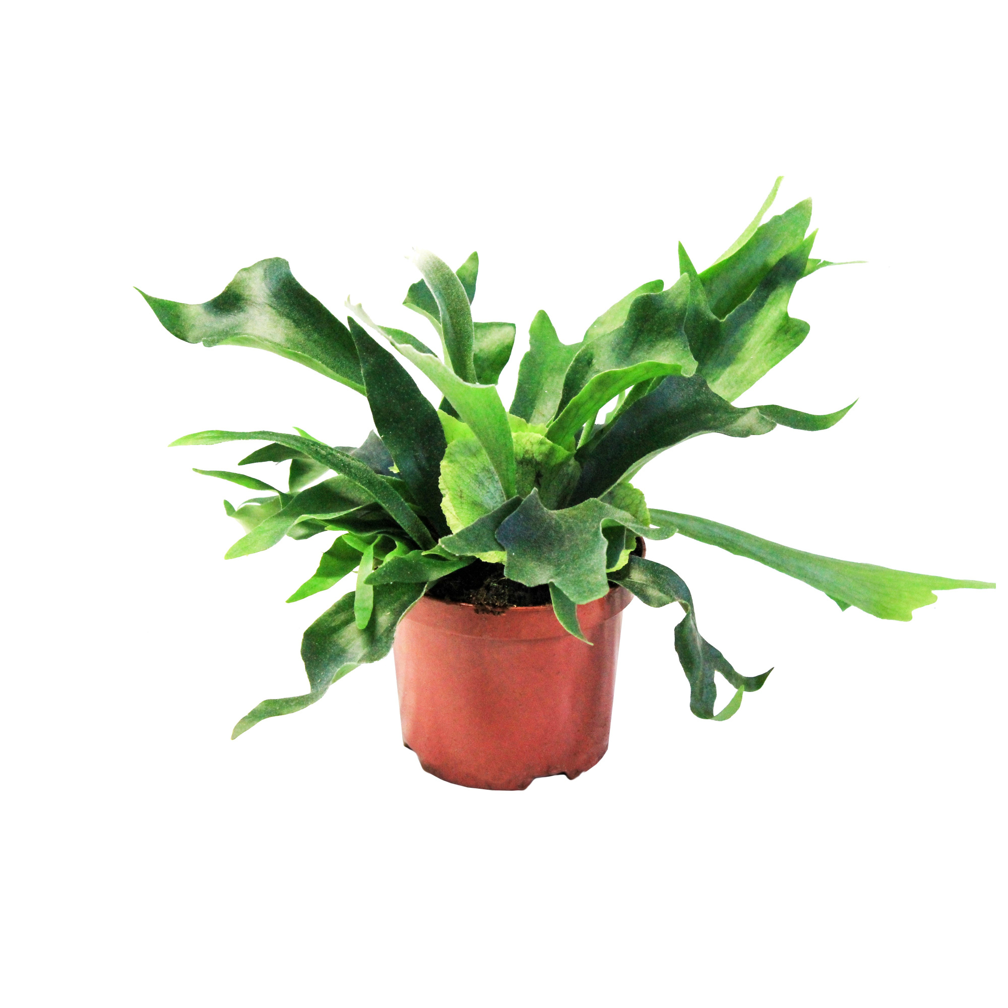 Platycerium Alcicorne (Hertshoorn), D 24 cm