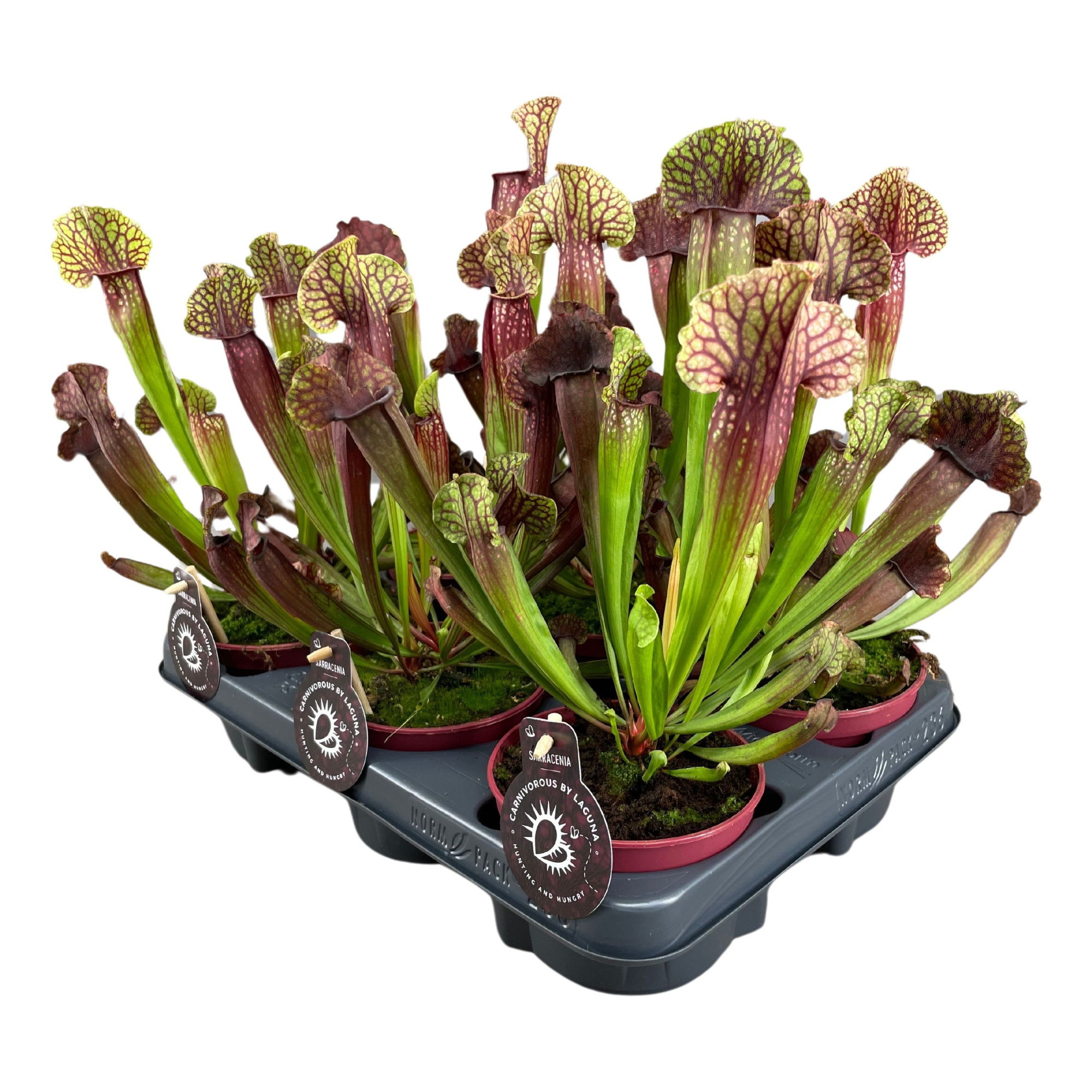 Sarracenia Judith Hindle 12 cm, D 12 cm