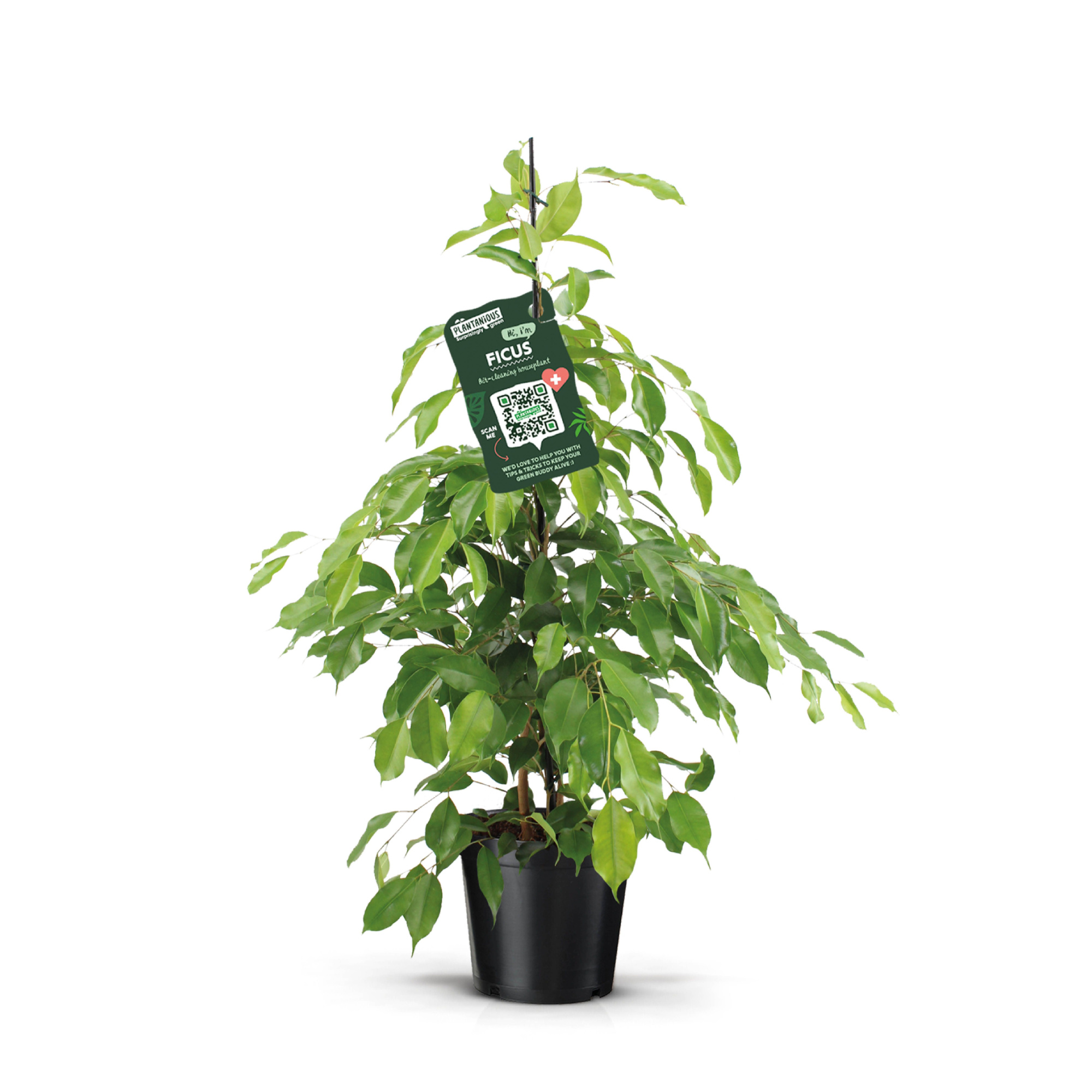 Ficus benjamina exotica, D 21 cm