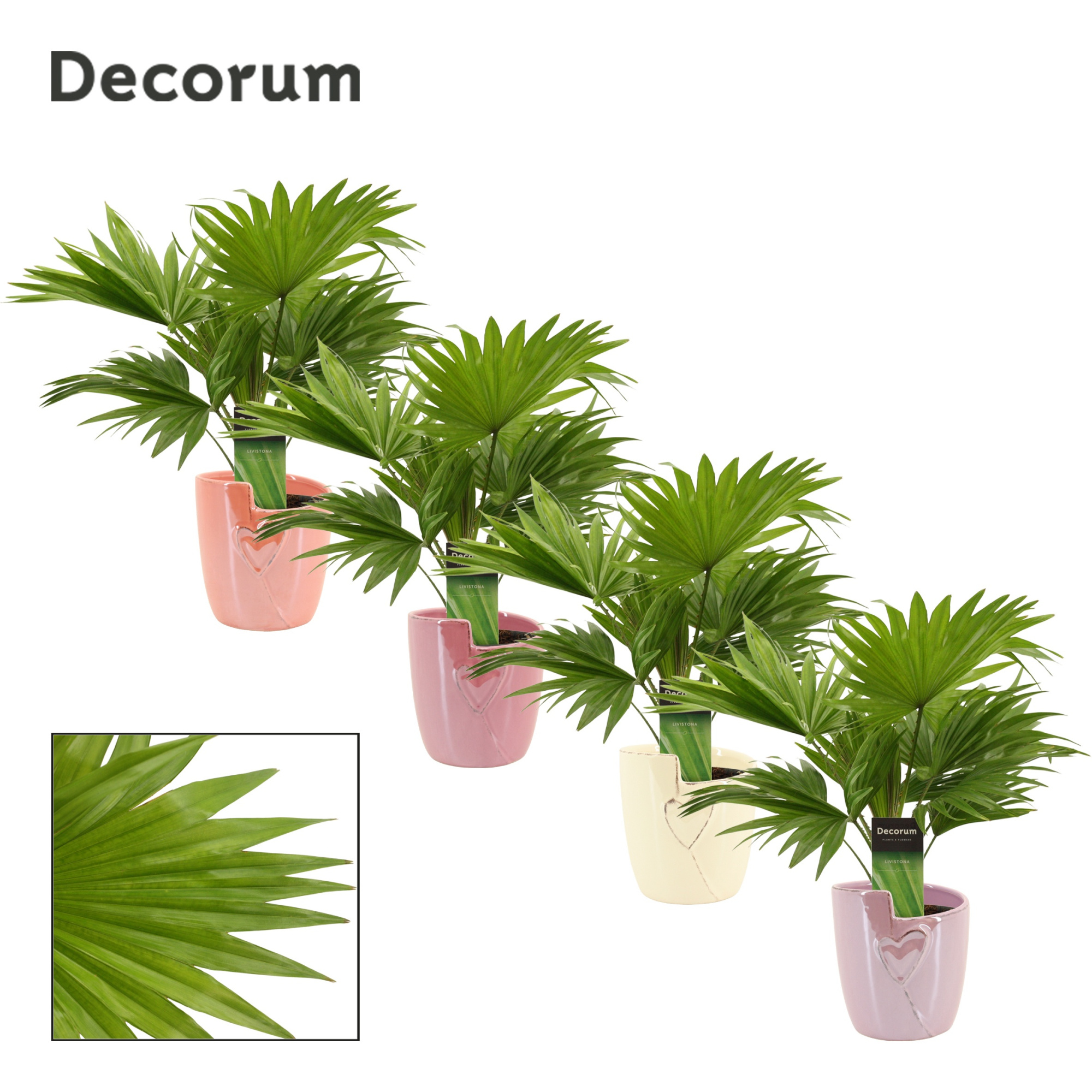 Livistona Rotundifolia 12 cm in Joa (Special moods-collection), D 12