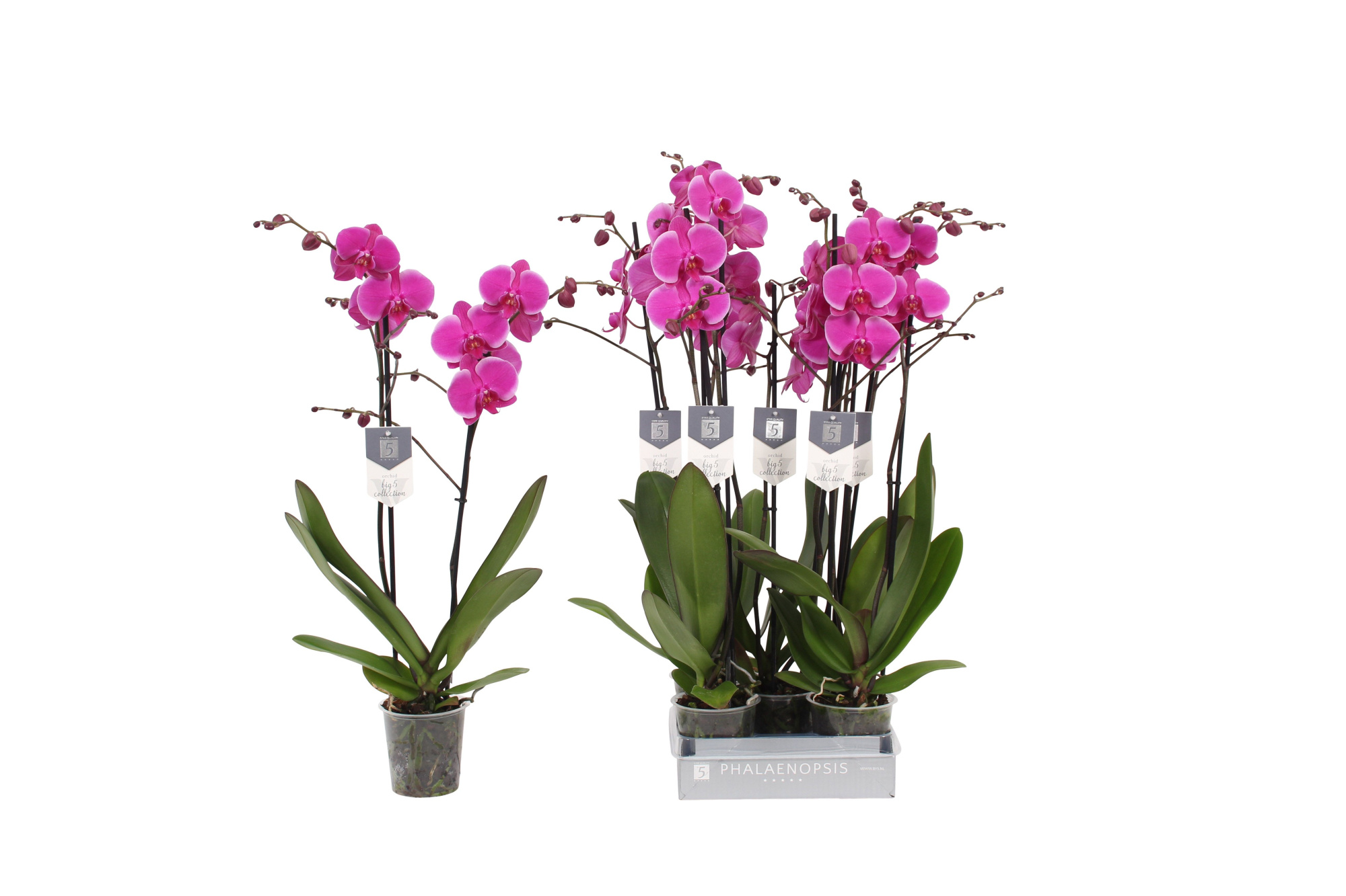 Phalaenopsis Johannesburg, 2-spike 18+, D 12 cm