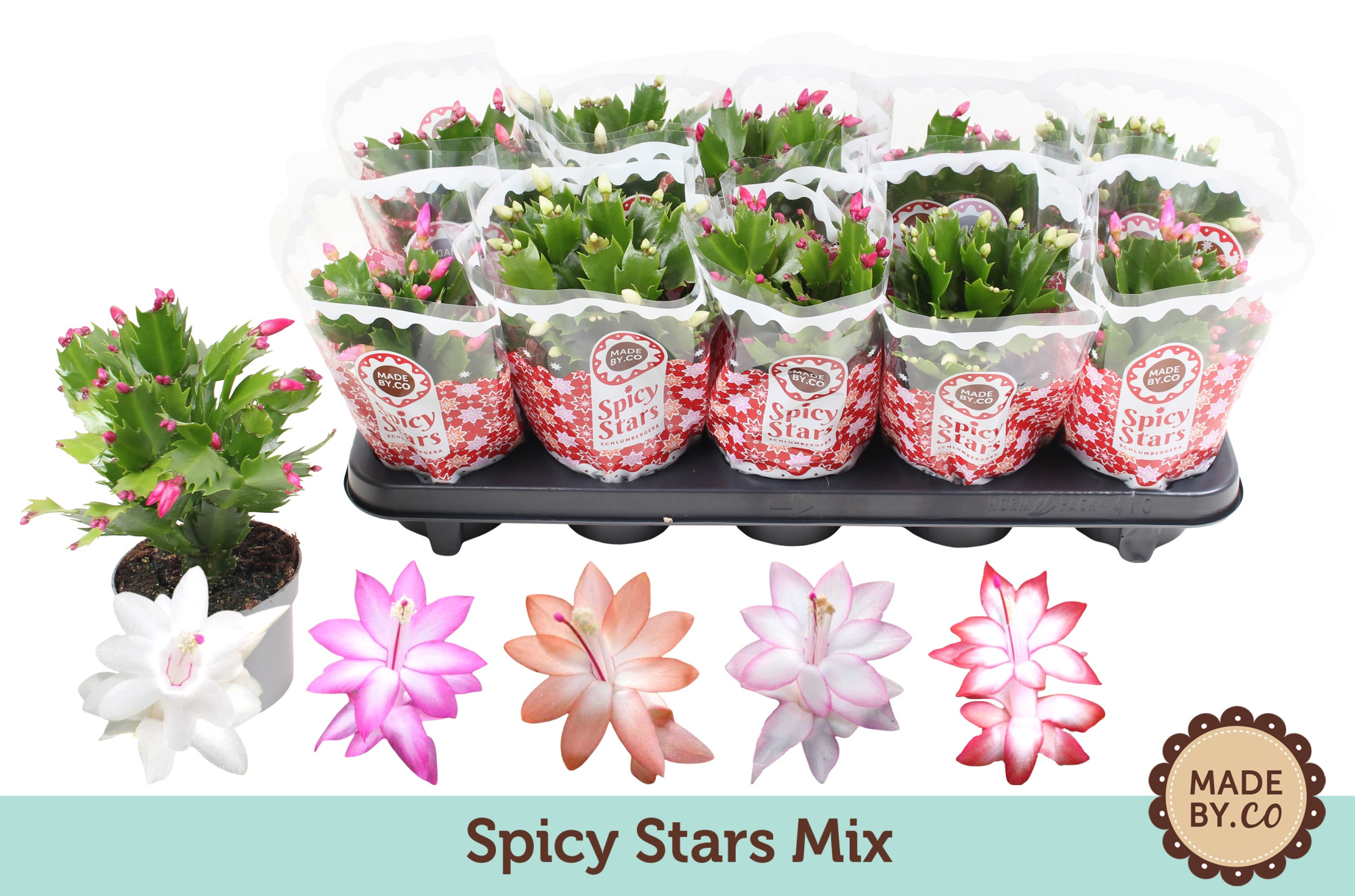 Schlumbergera Spicy Stars Mix 10.5 cm, D 10,5
