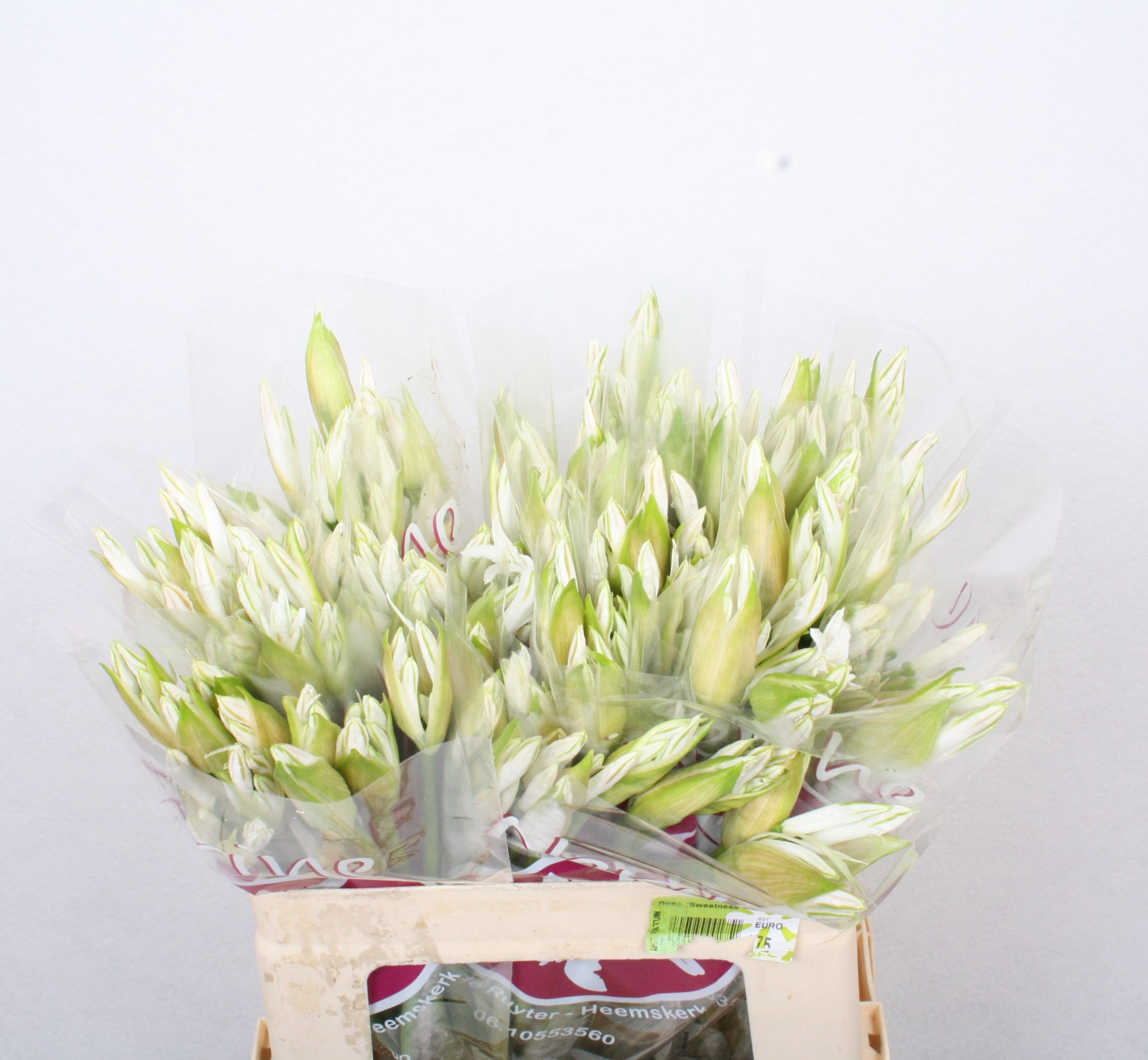 Нерине Бьянка Перла 50, шт.