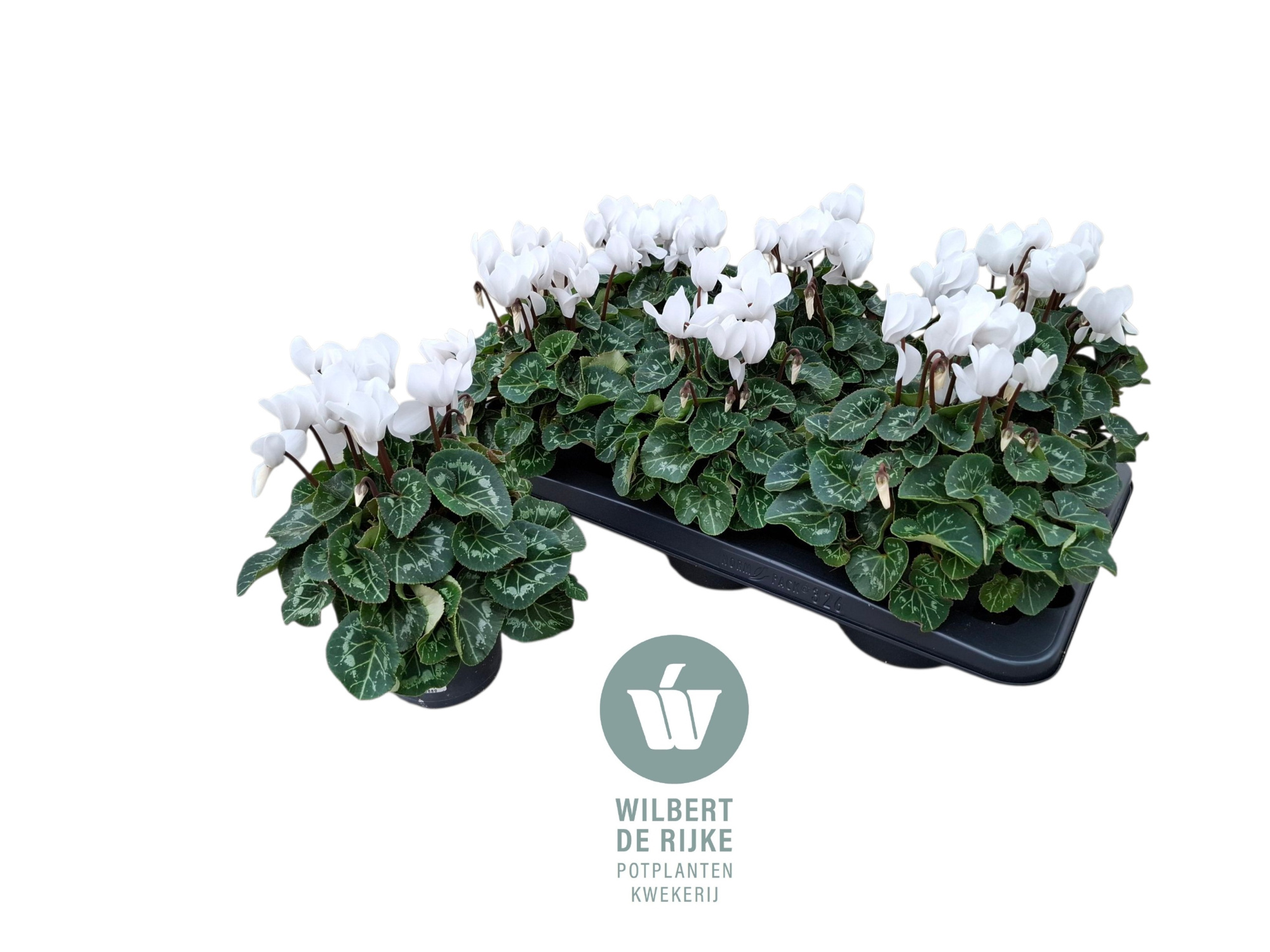 Cyclamen Midi Super Serie Allure White (Cyclaam), D 12 cm