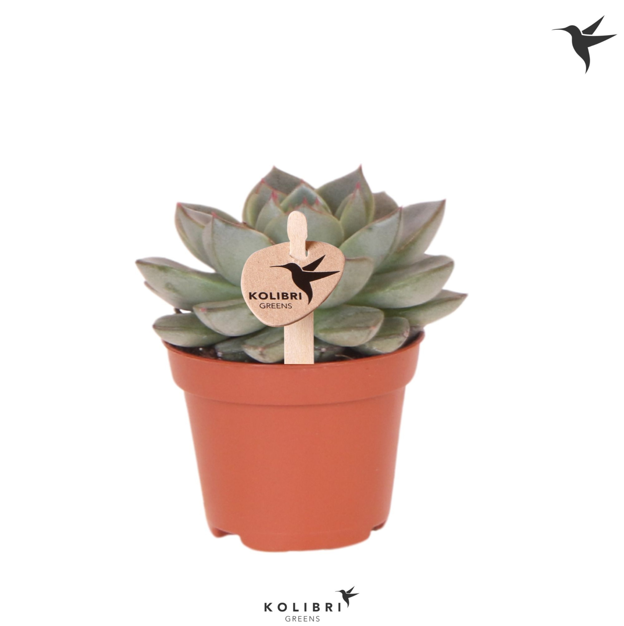 Kolibri Greens Succulenten Echeveria Green Gilvia, D 6 cm