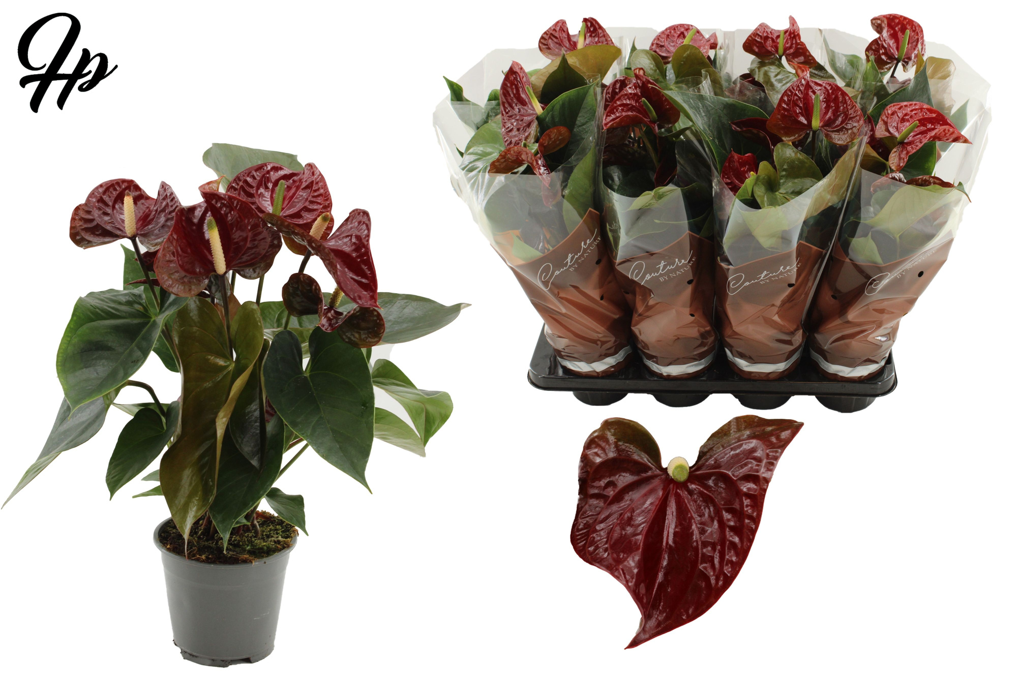 Anthurium 14 cm Tranquillo in Couture sleeve, D 14 cm