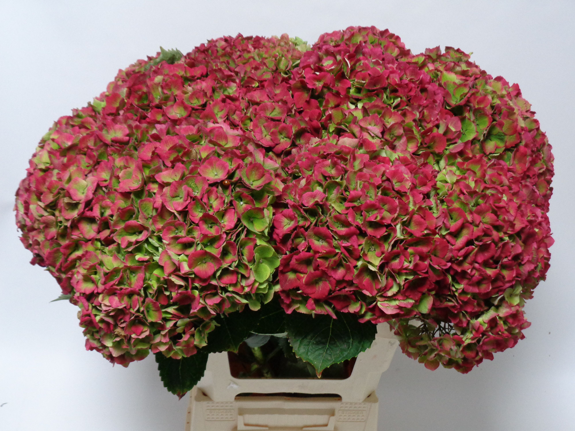 Гортензия Мэджикал Опал Классик 65, шт.