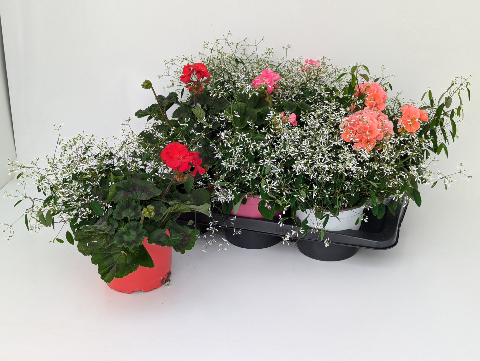 Gattungsmix Magic Twin XL (Euphorbia Diamond Frost + Pelargonium) T17, D 17