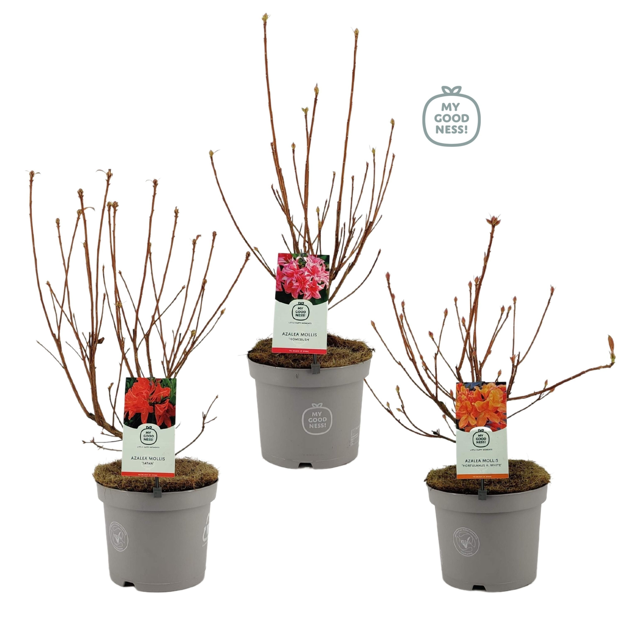 Azalea Mollis 40 /C5 'Mix', D 23