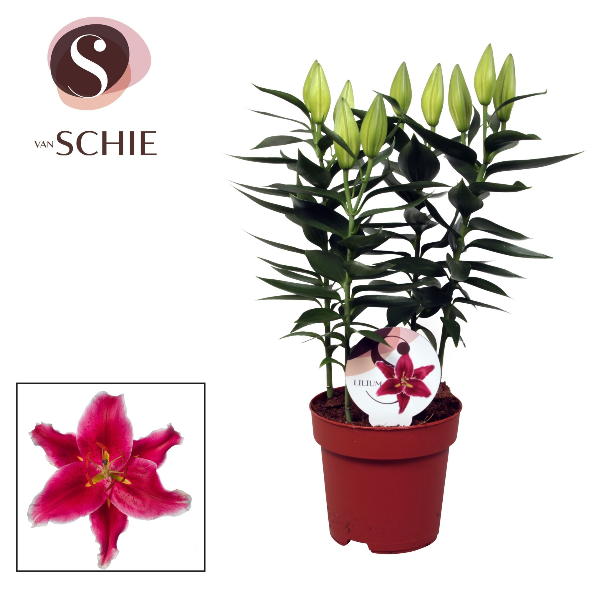 Lilium Or Starlight Express 17cm, D 17 cm