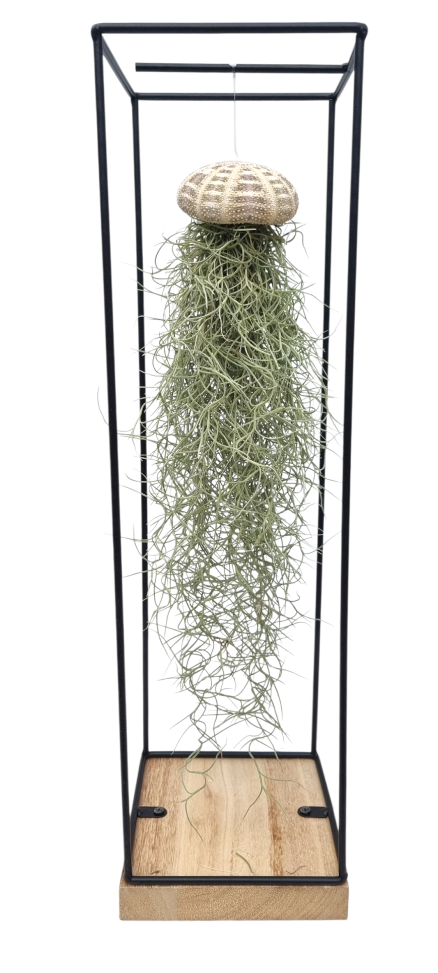 Tillandsia schelp hangframe xl, D 15