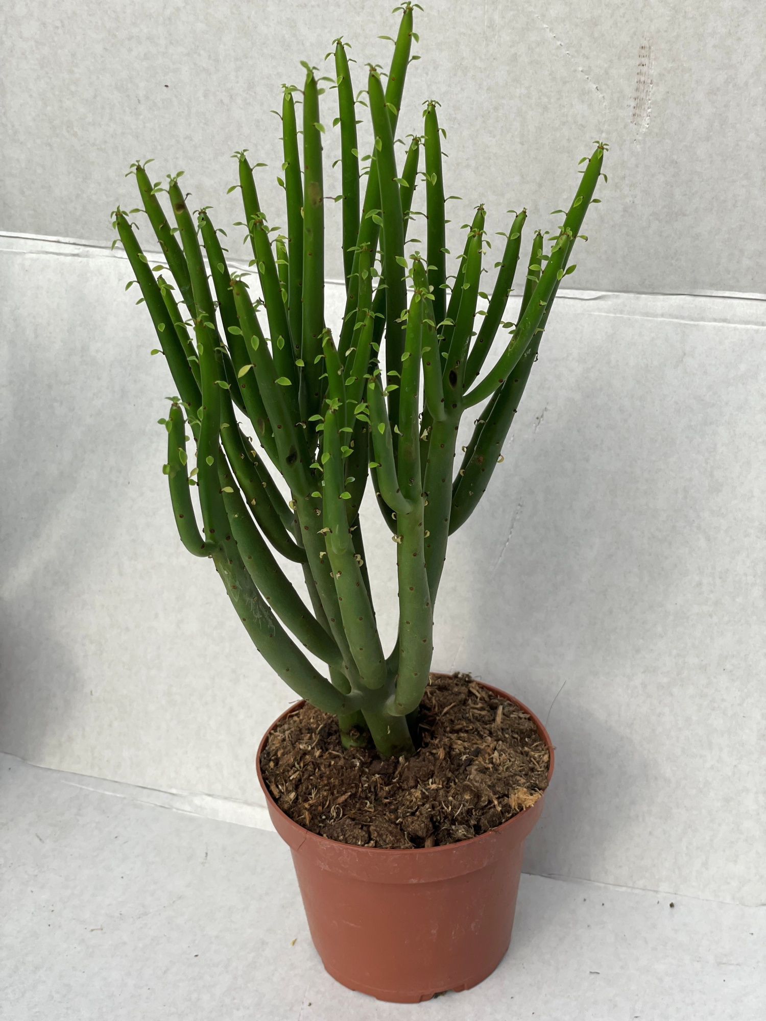 370 Cedrorum 12 cm, D 12