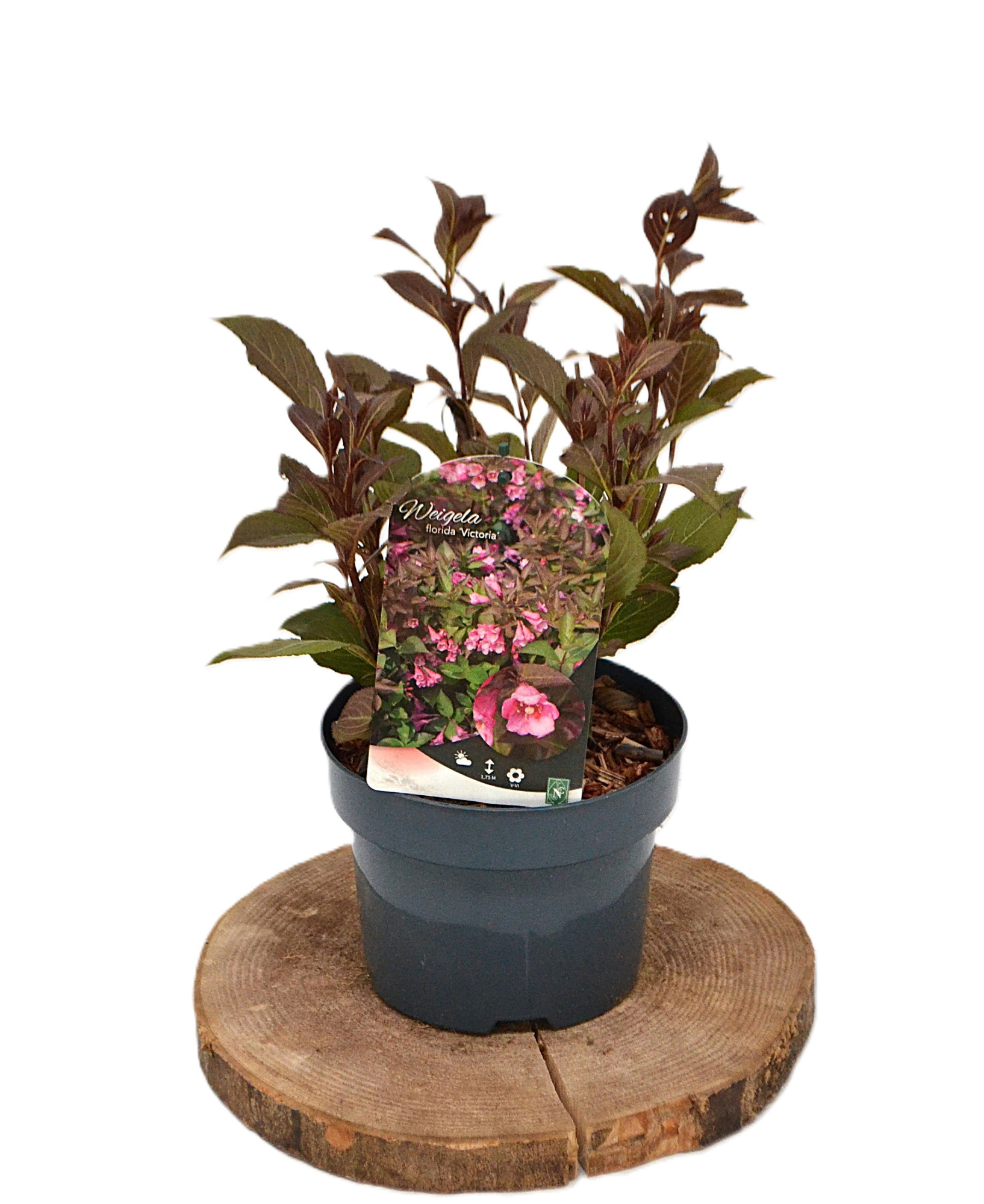 Weigela florida Victoria C2, D 17