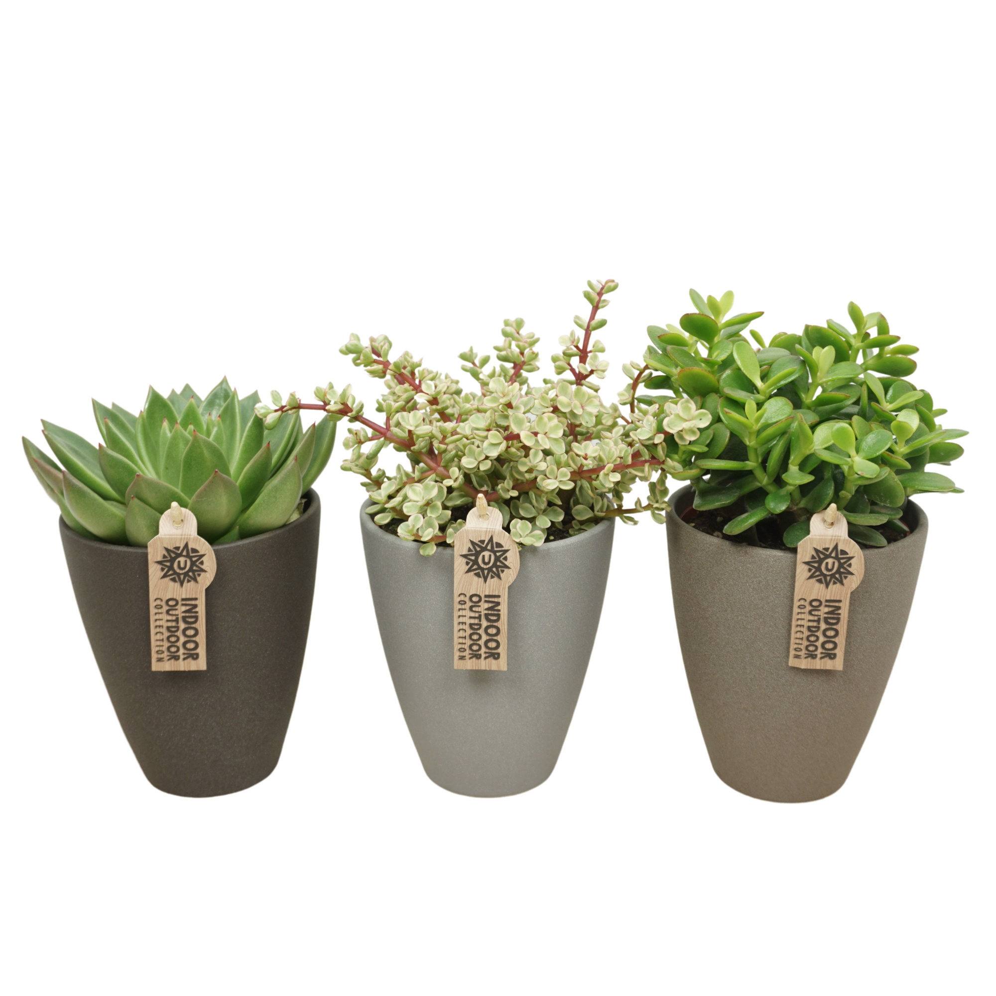 Succulenten mix in 13 cm hoge vaaspot (3 assorti), D 12 cm