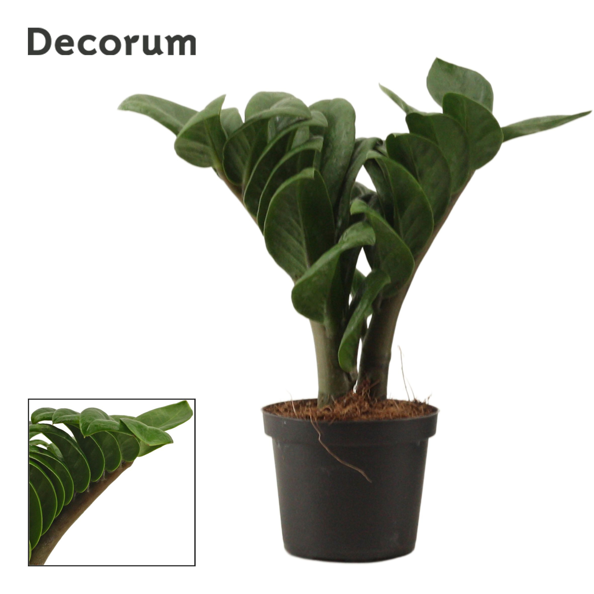Zamioculcas Zenzi V-leaf 9 cm, 2 veren (Decorum), D 9 cm