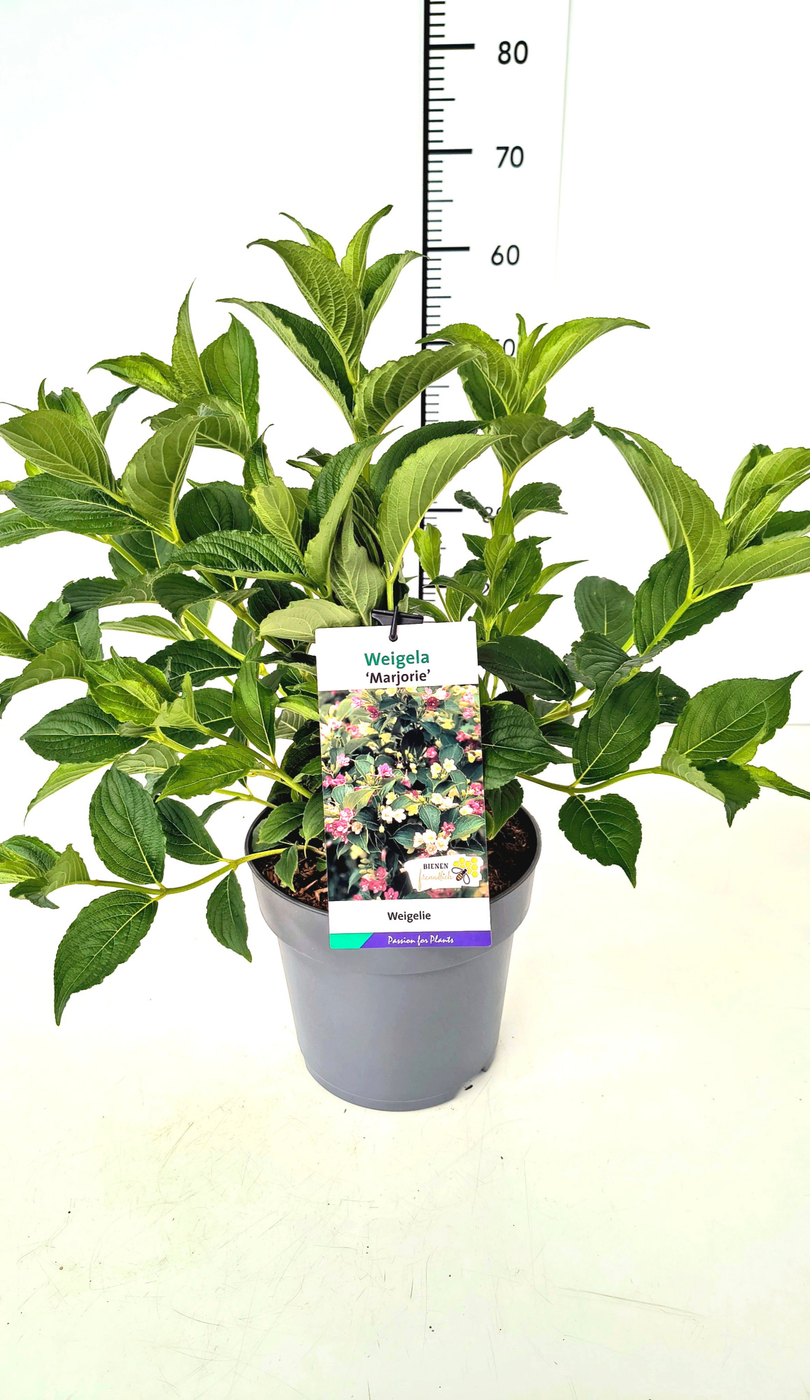 Weigela 'Marjorie' 60-80C5, D 23 cm