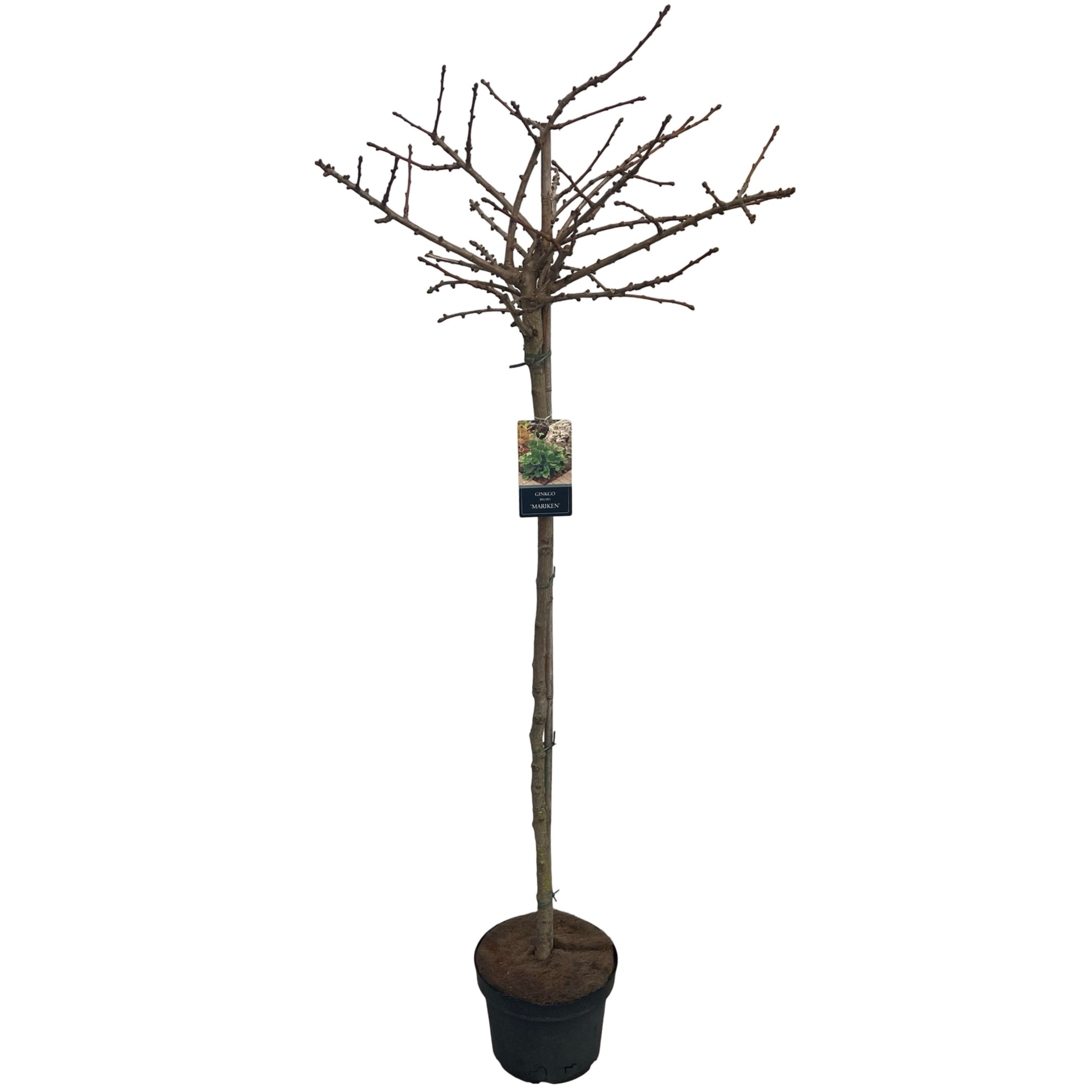 Ginkgo biloba 'Mariken' stam 120 cm, D 27