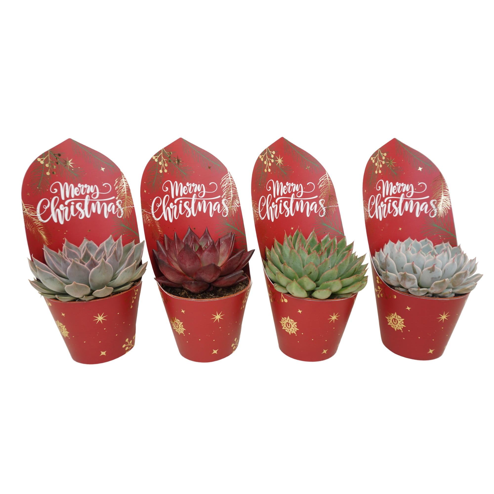 Echeveria mix 8,5 cm in Kerst potcover, D 8,5 cm