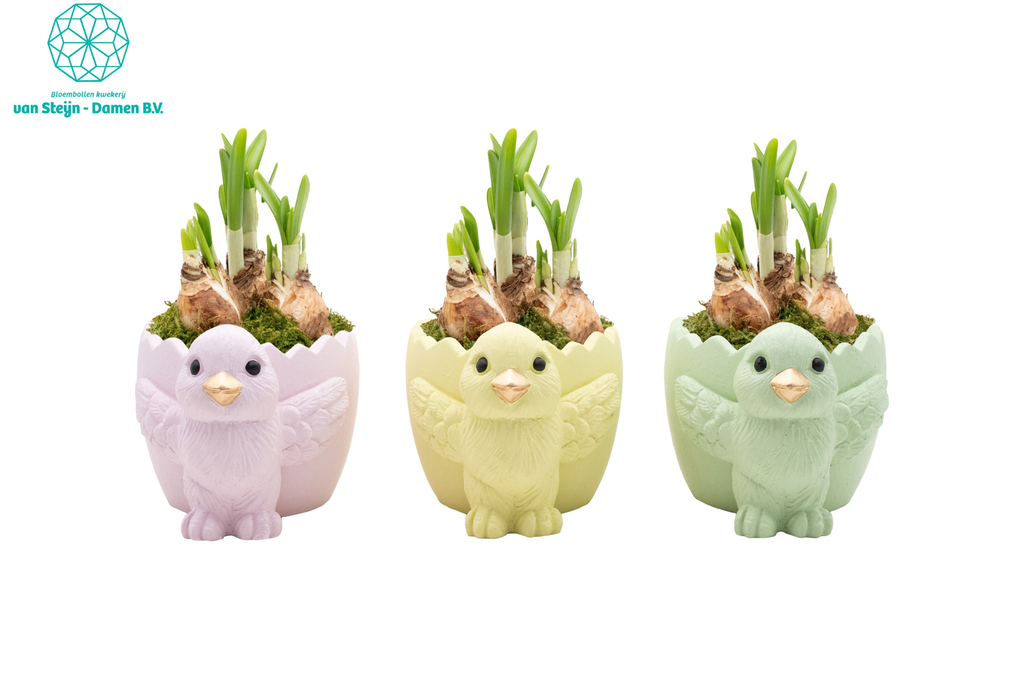 Narcissus 'Chick 'n' Blossom' (Without Moss), D 15