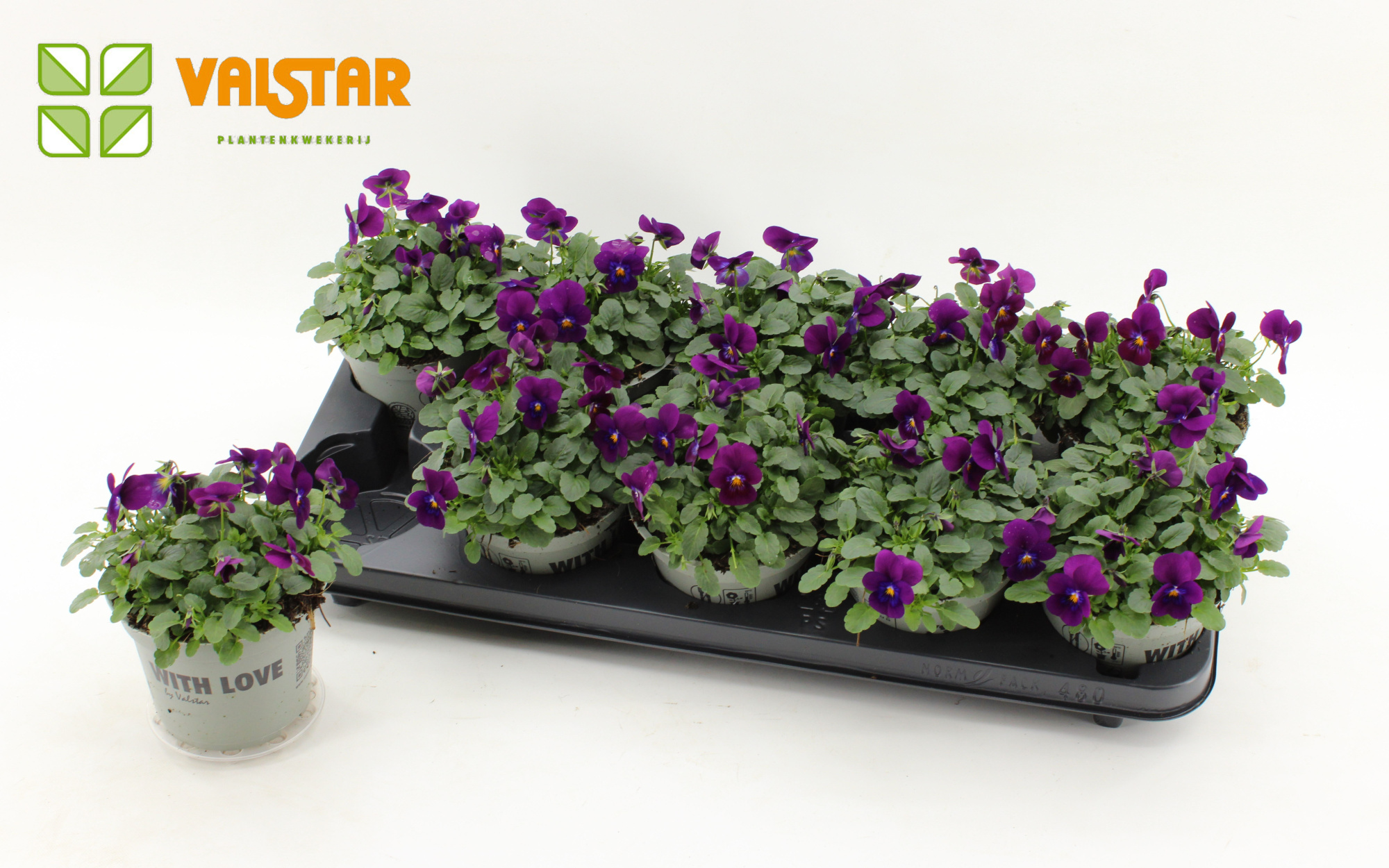 VIOLA CORNUTA DELTINI VIOLET, D 12