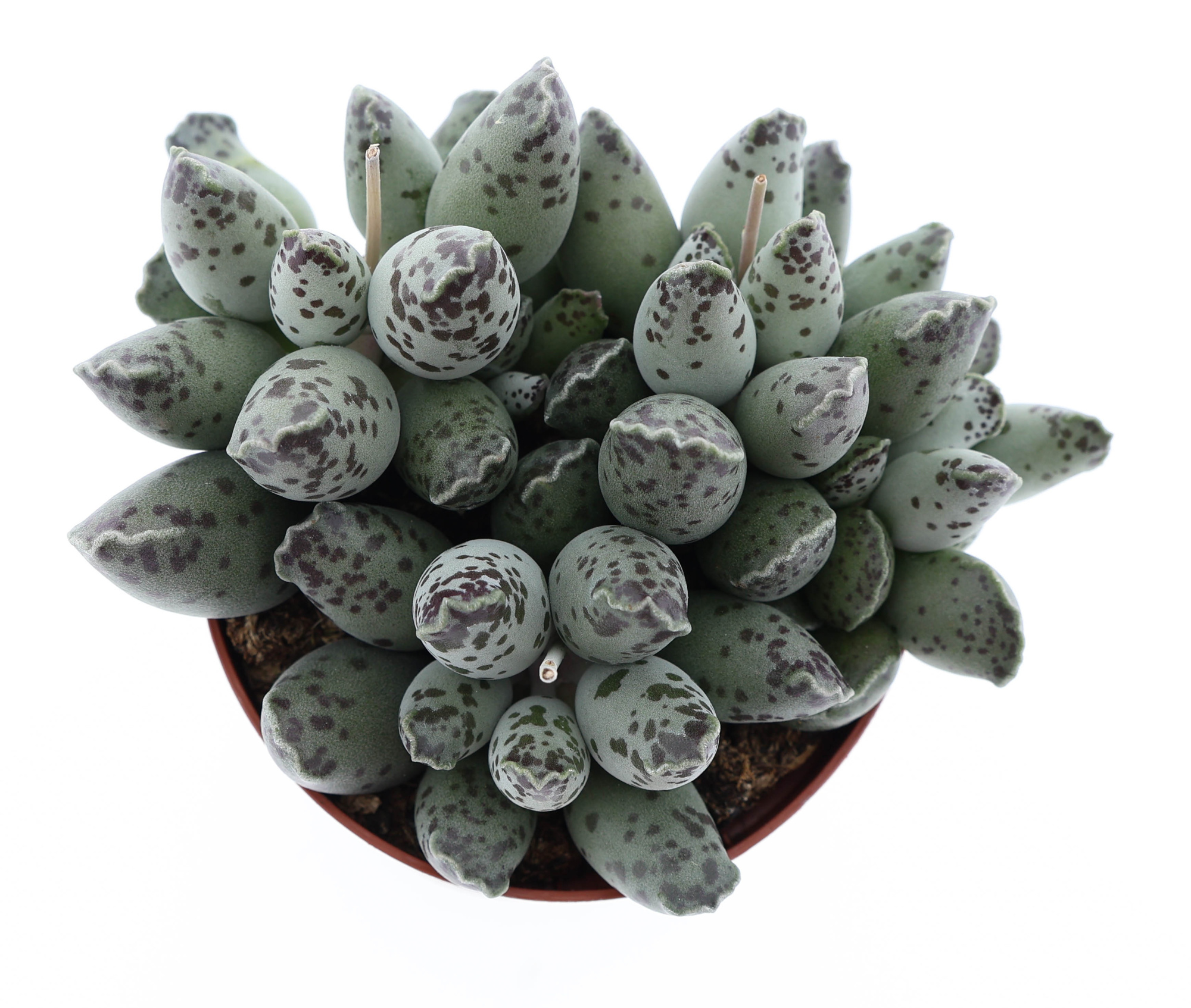 Adromischus Grey, D 8,5 cm