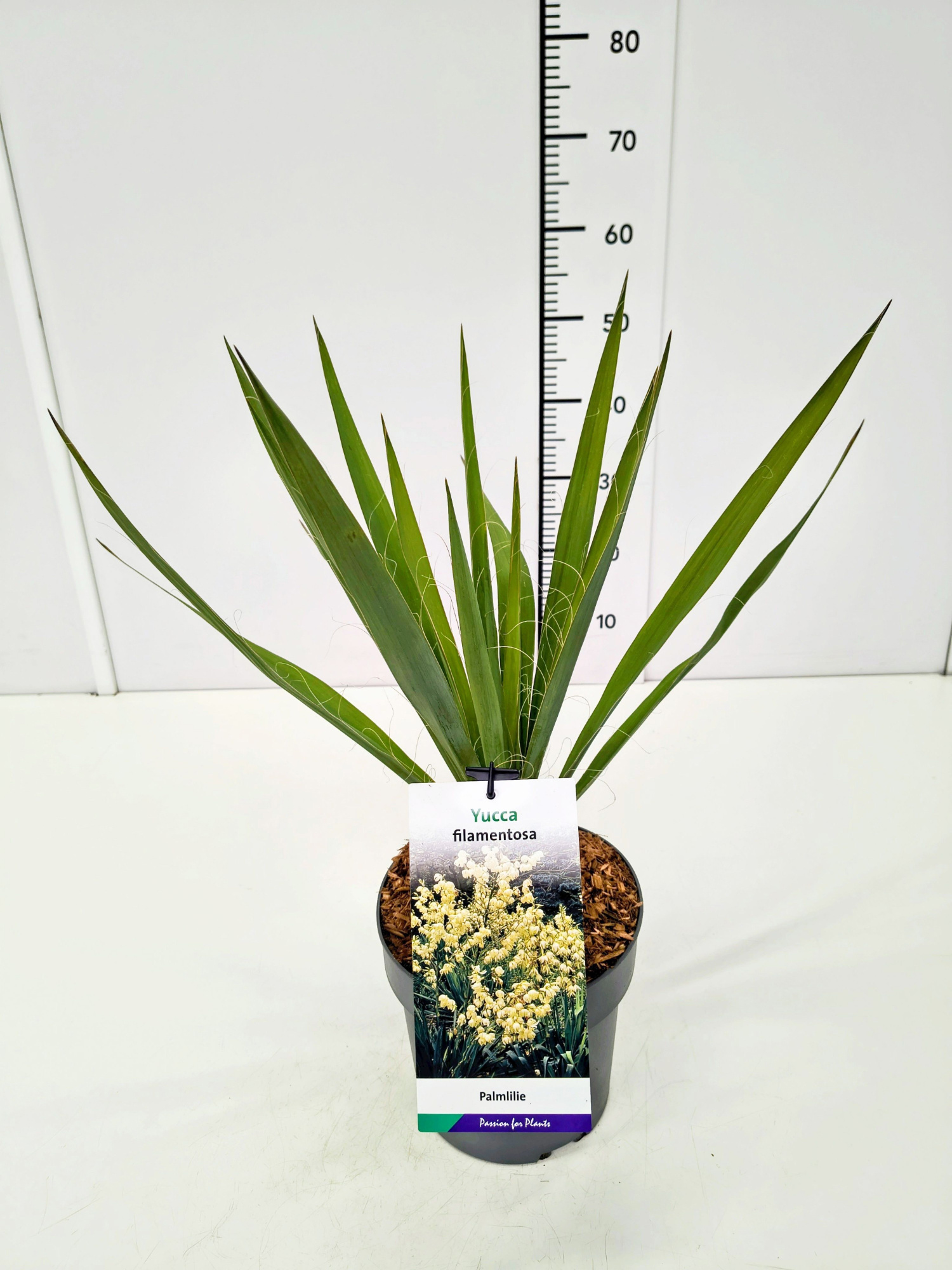 Yucca filamentosa C5, D 23