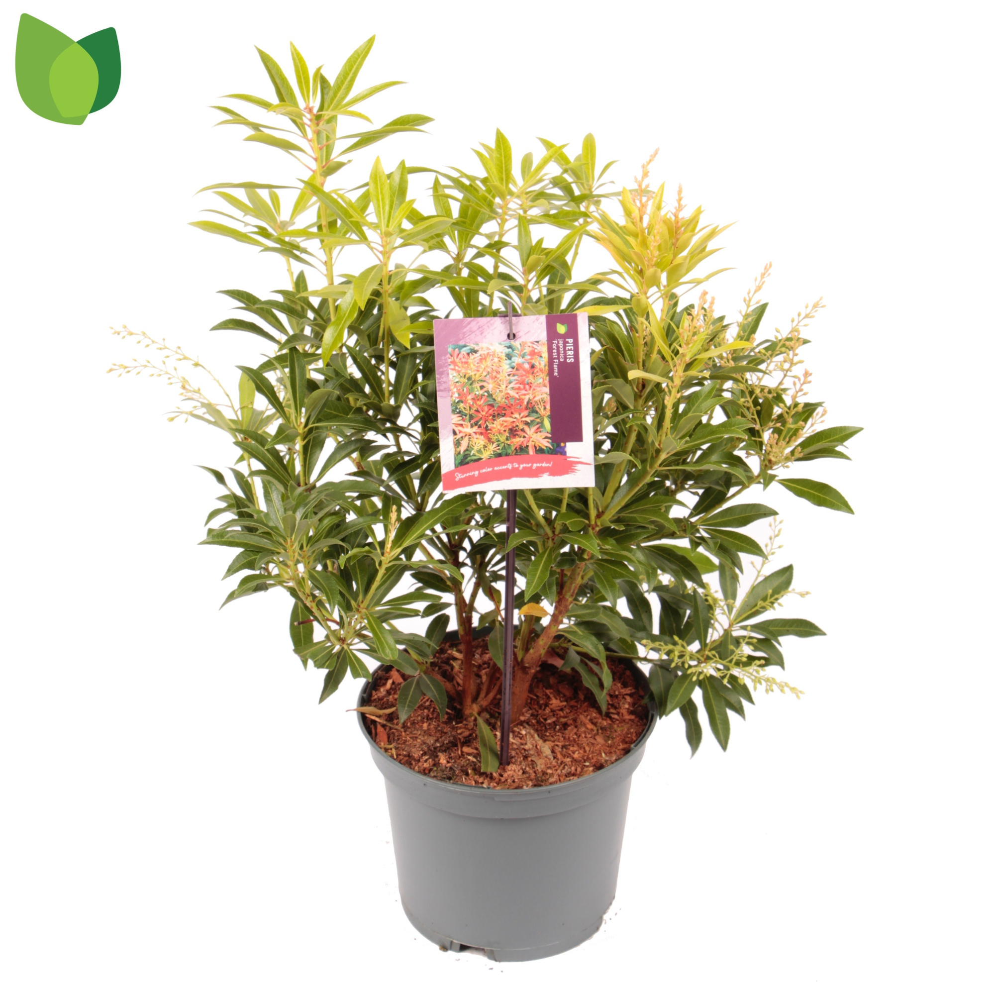 Pieris 'Forest Flame' C3/P19, D 19