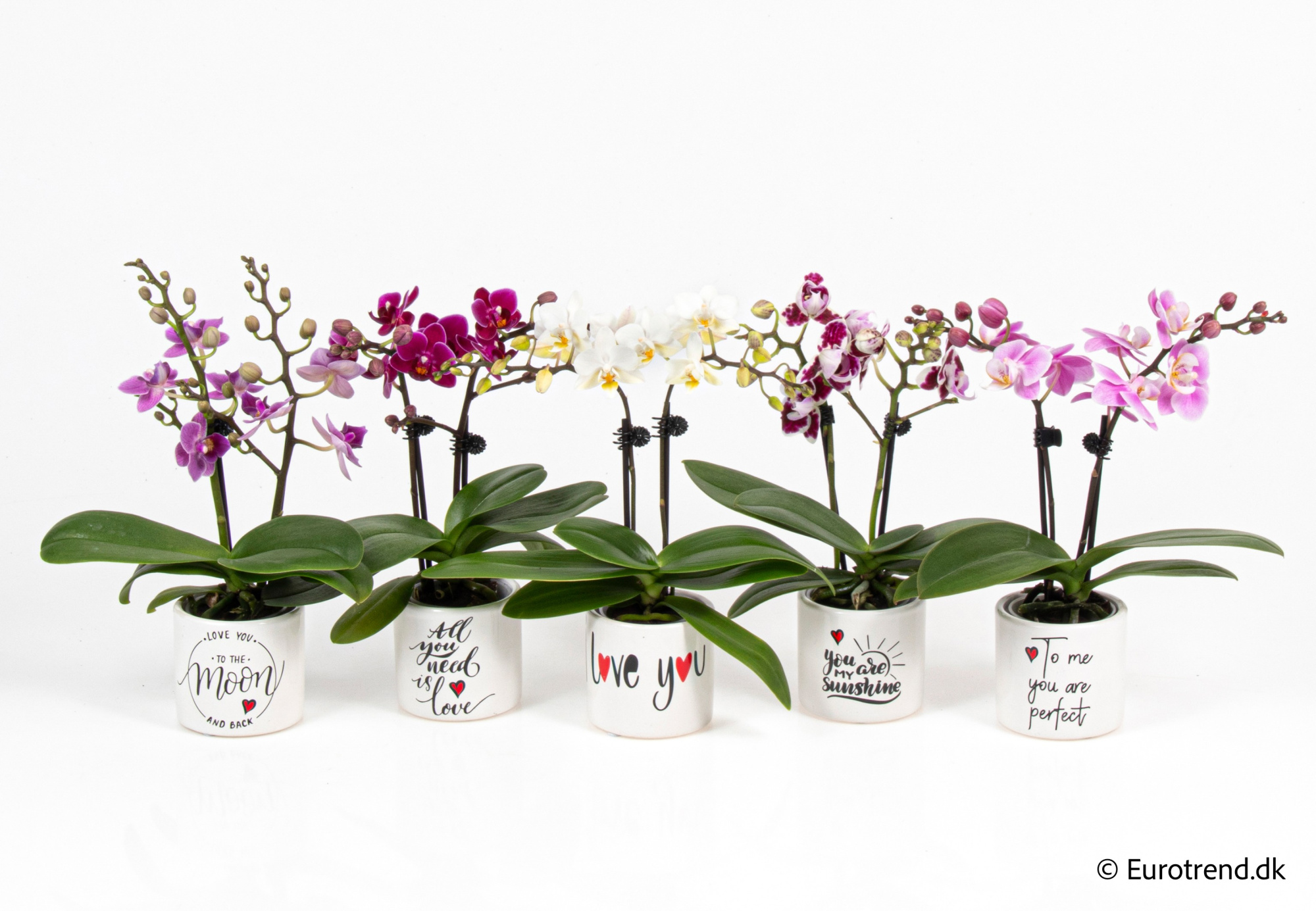 Phalaenopsis in Valentine ceramic 2026, D 6