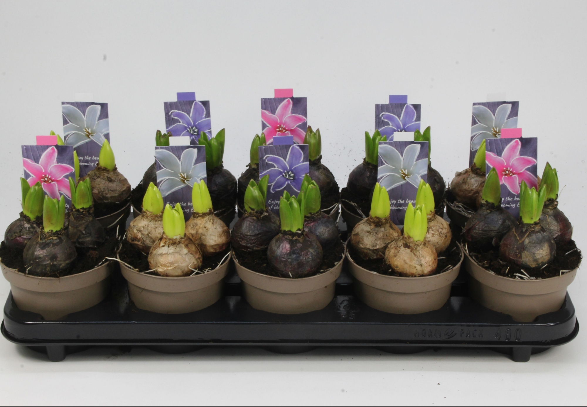 HYACINT MIX 12, D 12