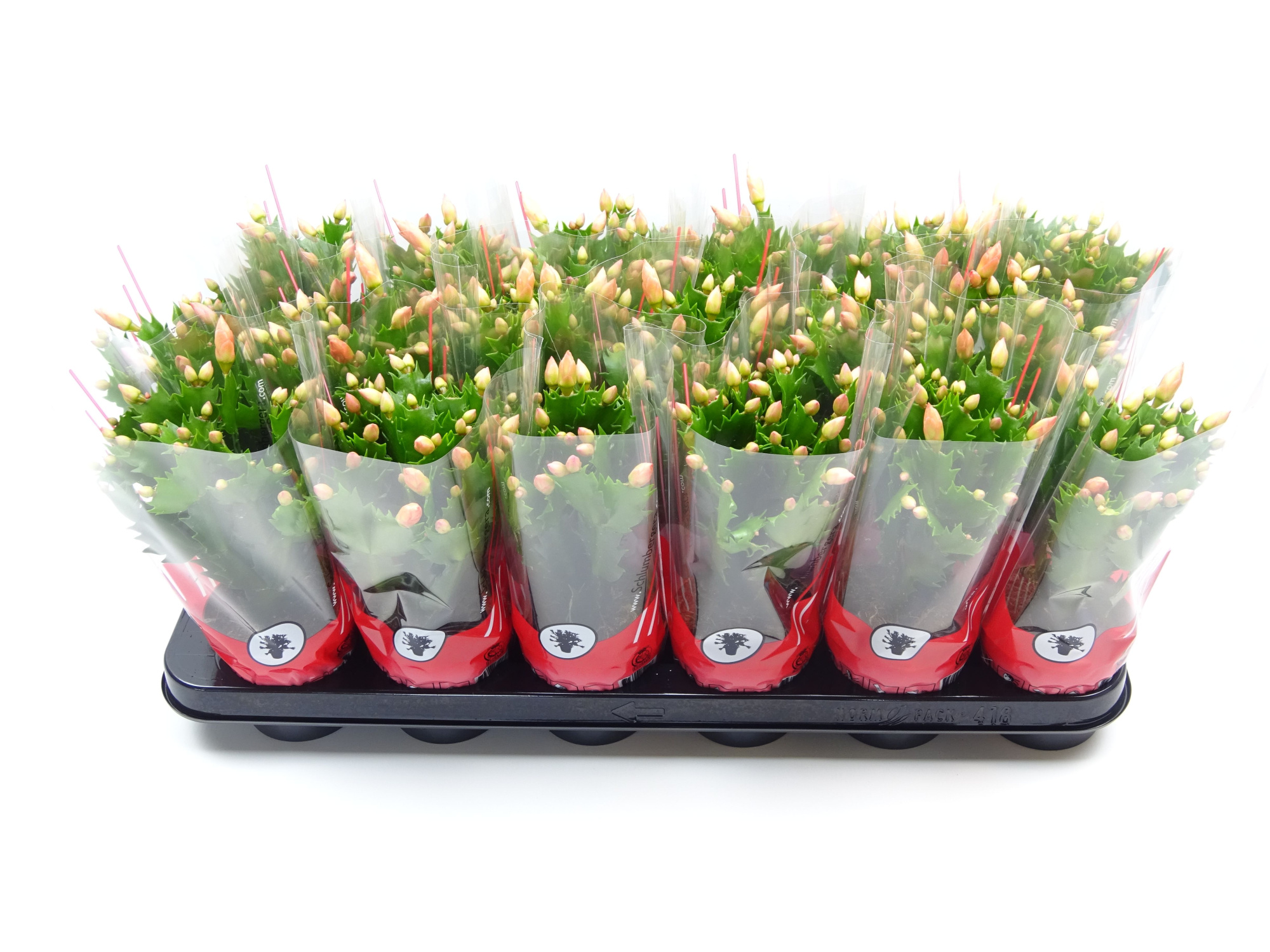 Schlumbergera 9 cm oranje, D 9 cm