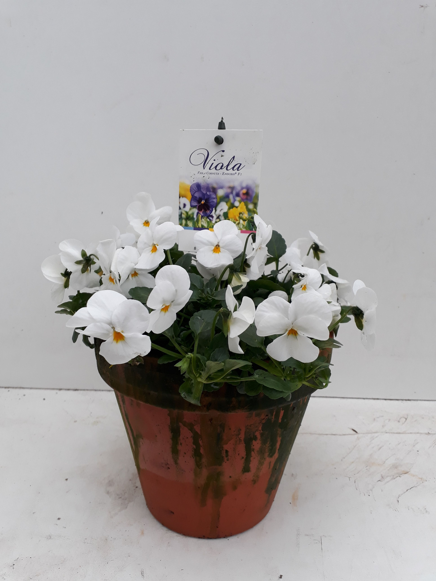 Viola Endurio F1 in p13 stenen pot White, D 13