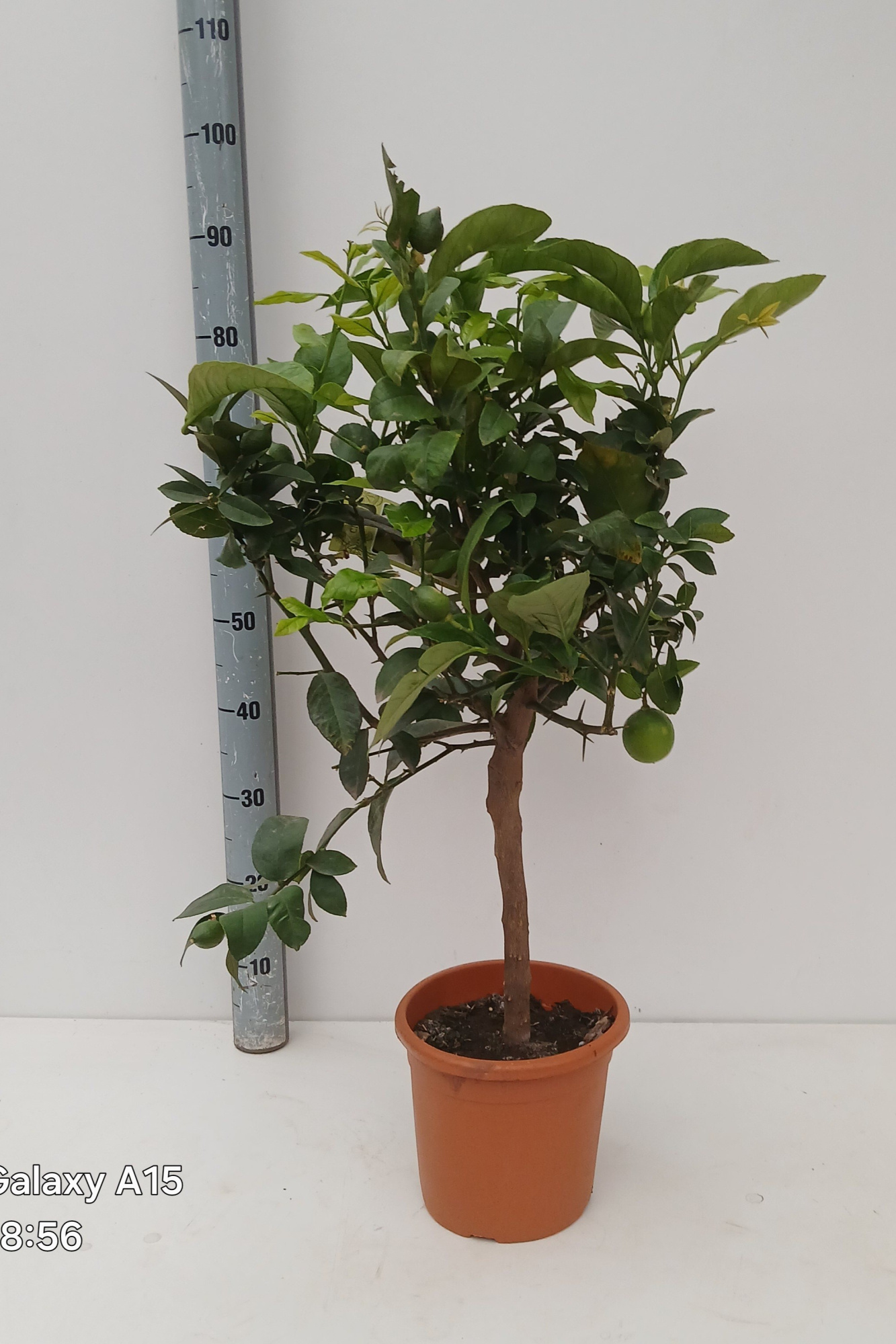 citrus limon, D 21 cm