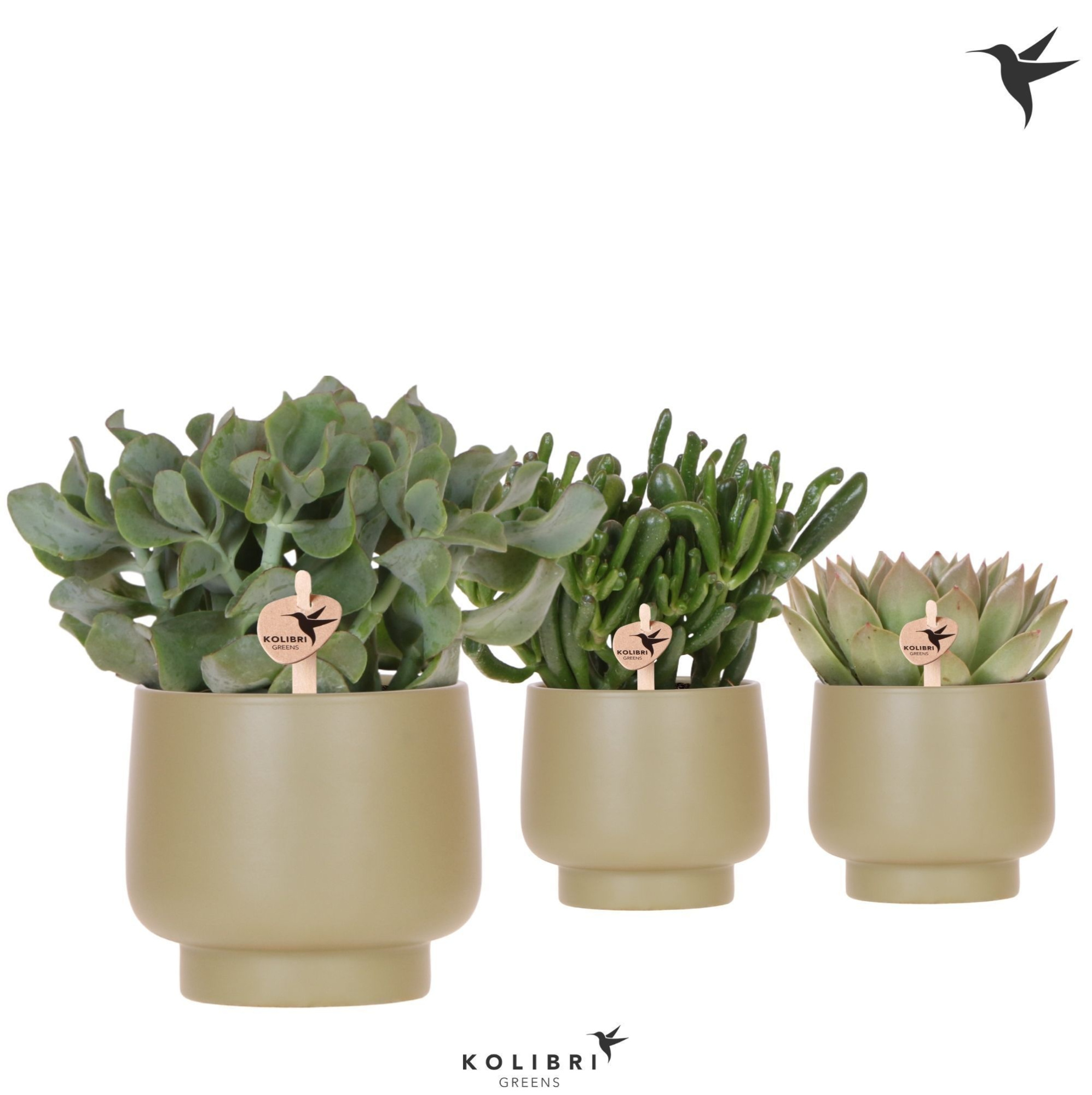 Kolibri Greens Succulenten mix in Scandic pot green, D 12 cm
