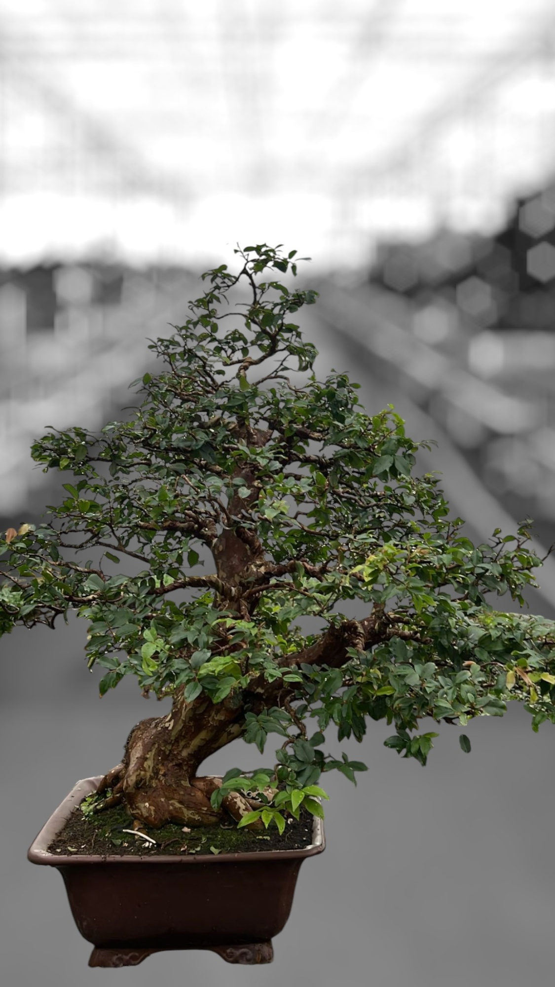 Syzygium buxifolium, pot 40 cm , height 100cm. (single item), D 33