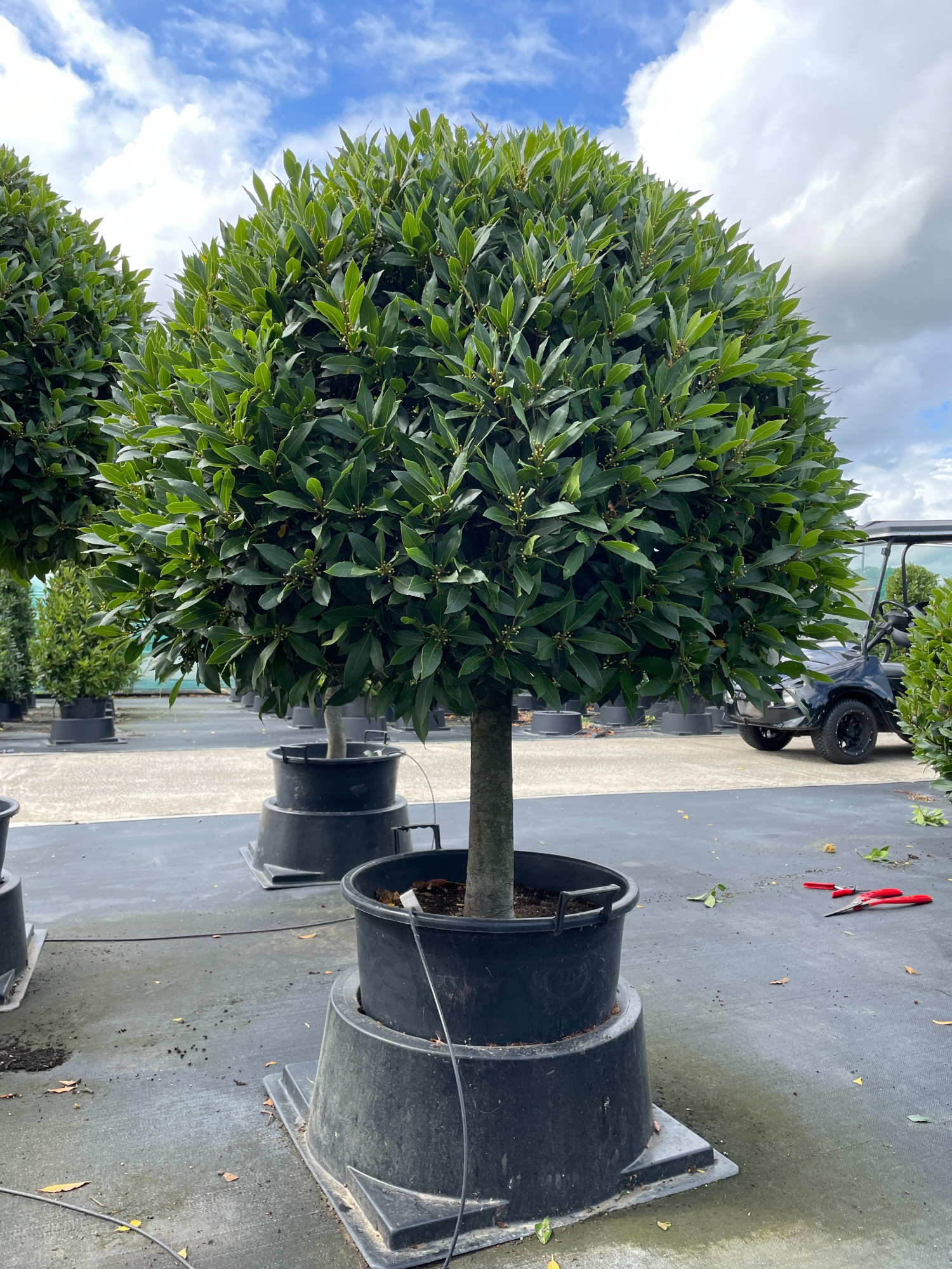 1/4 STAM BOL 130CM P55 ( 1ST/2CC ), D 55 cm