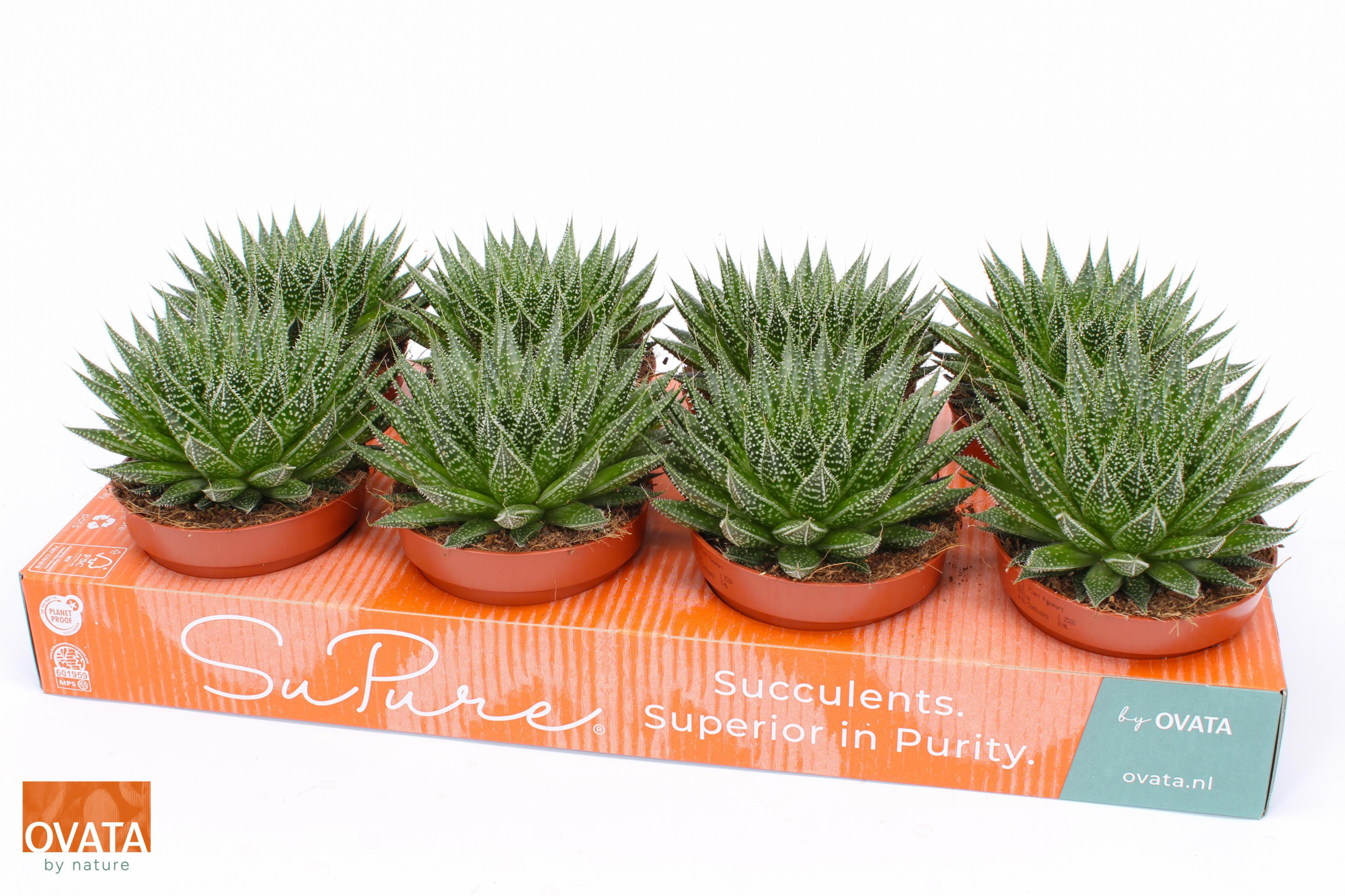 Aloe aristata magic 12, D 12