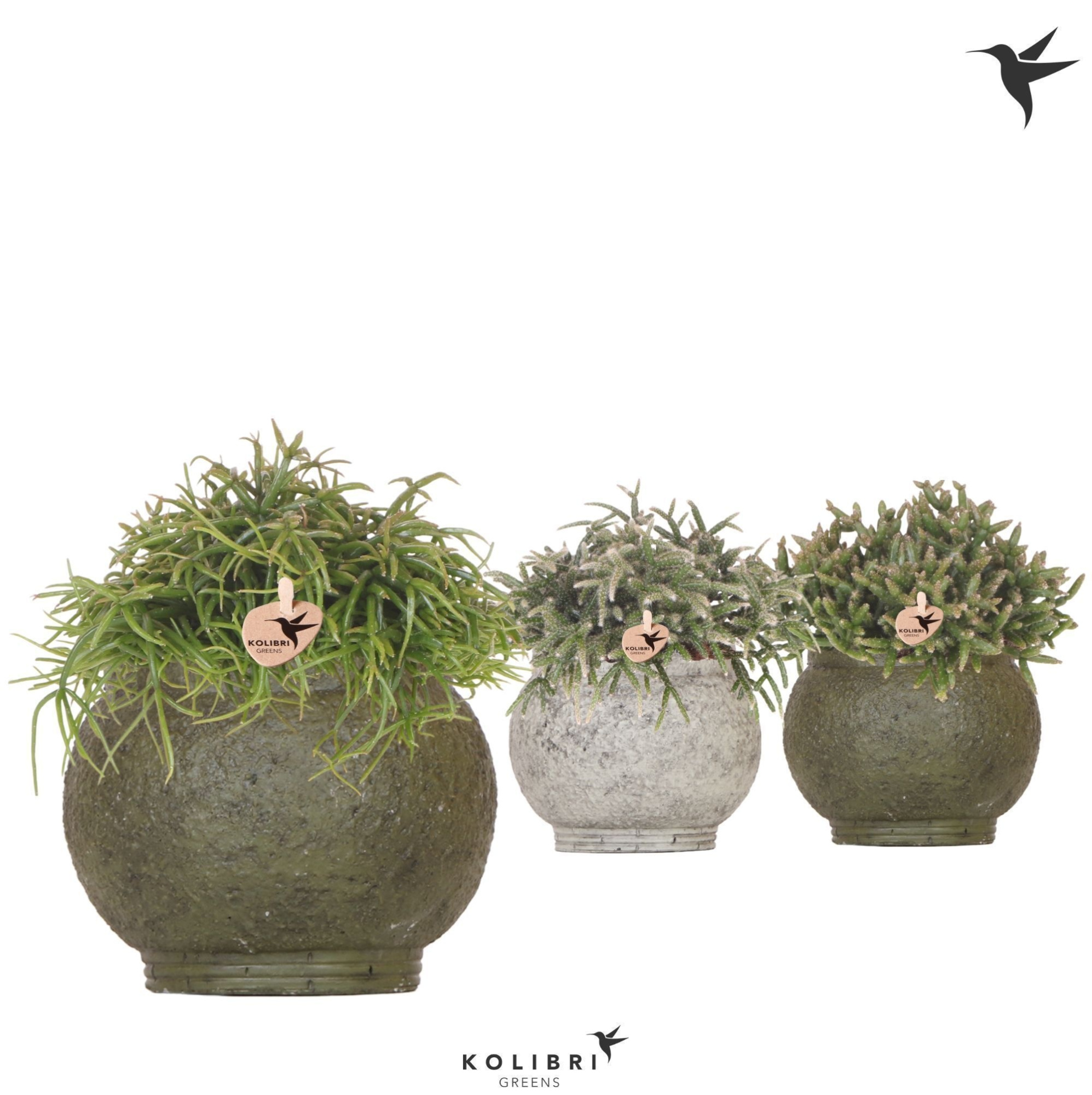 Kolibri Greens Rhipsalis mix in Ancient pot green mix, D 12 cm