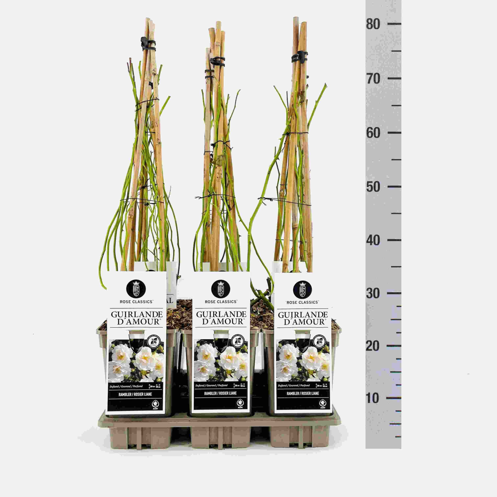 Rose (Rambler) Guirlande d'Amour ®, C3, 3 stok 75cm, D 17