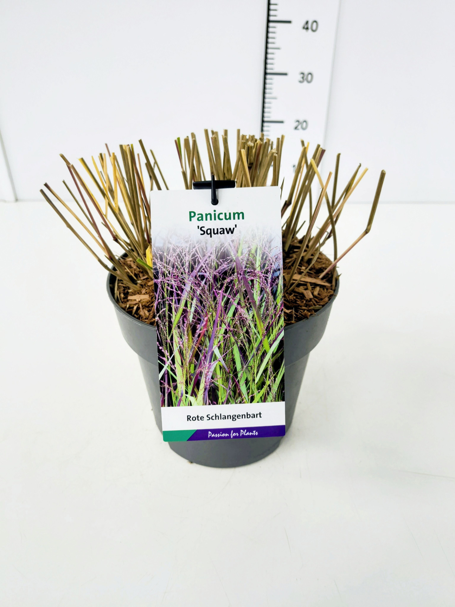 Panicum vir. 'Squaw' C5, D 23