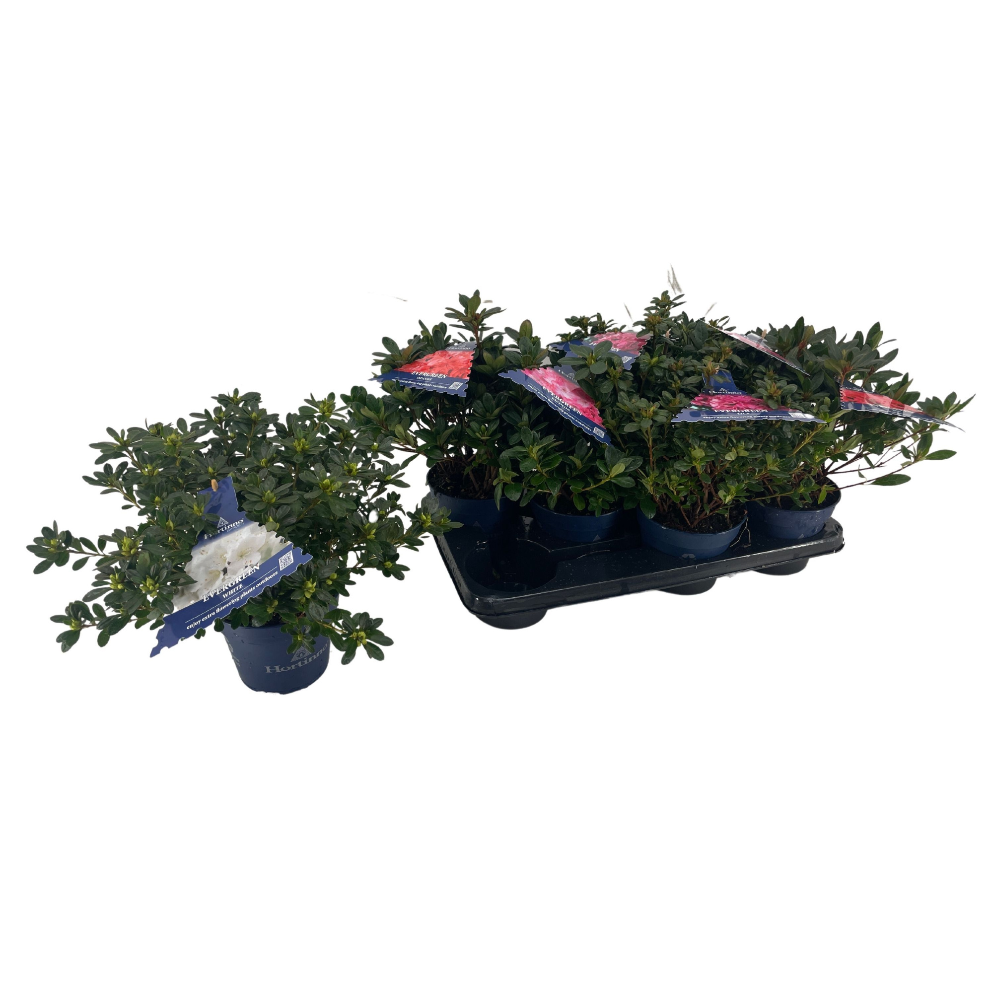 Azalea Japonica Hortinno 30-40 /P15 mix, D 15 cm