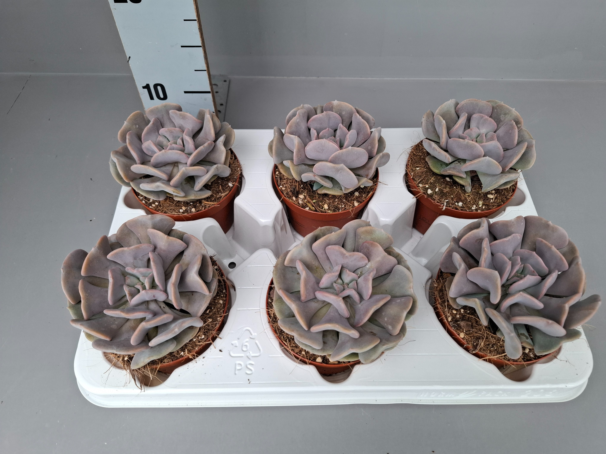 Echeveria Cubic Frost, D 11 cm