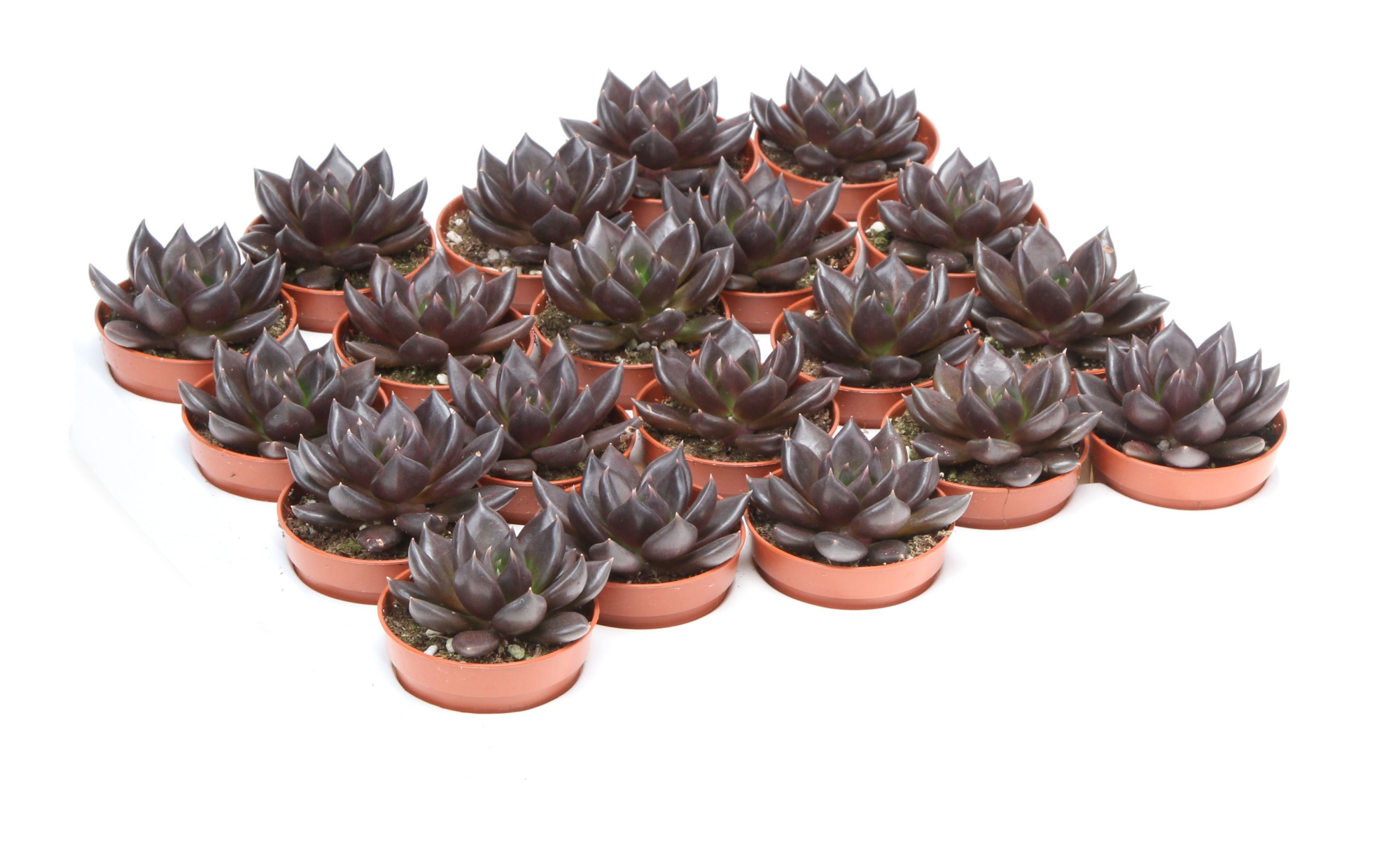 Echeveria black night, D 5,5