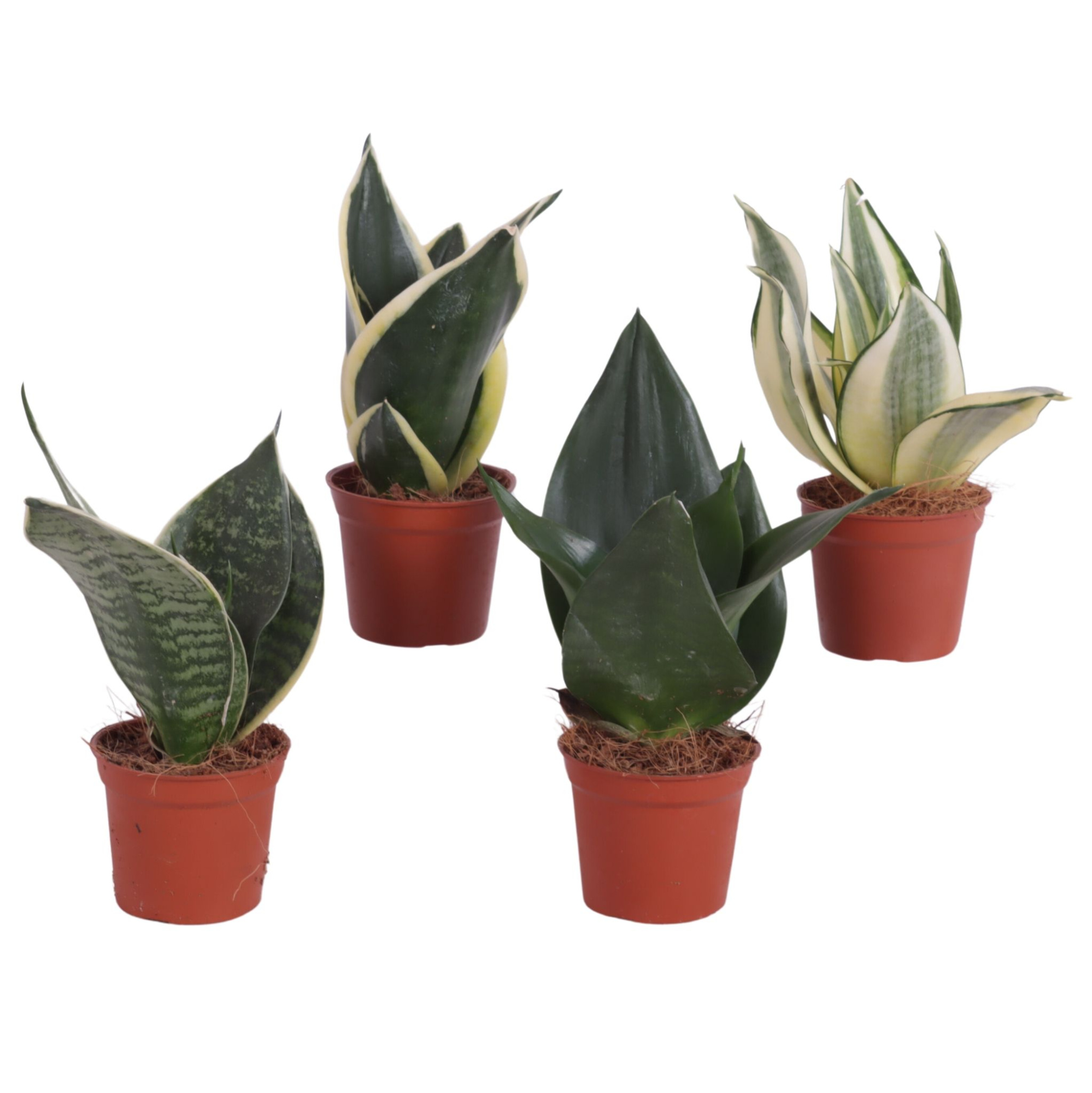 Sansevieria trif. Mix pot ø06cm, D 6 cm
