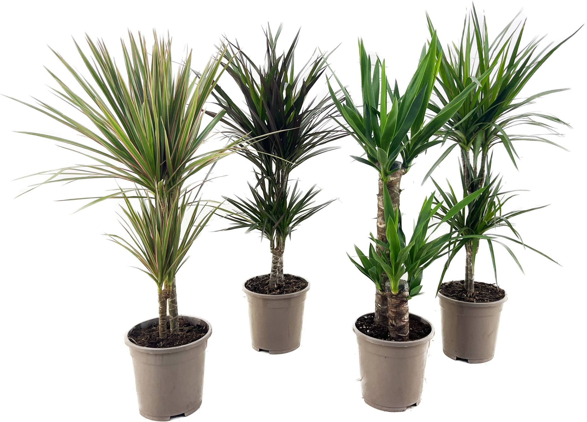 Dracaena marginata en Yucca elephantipes, D 17 cm