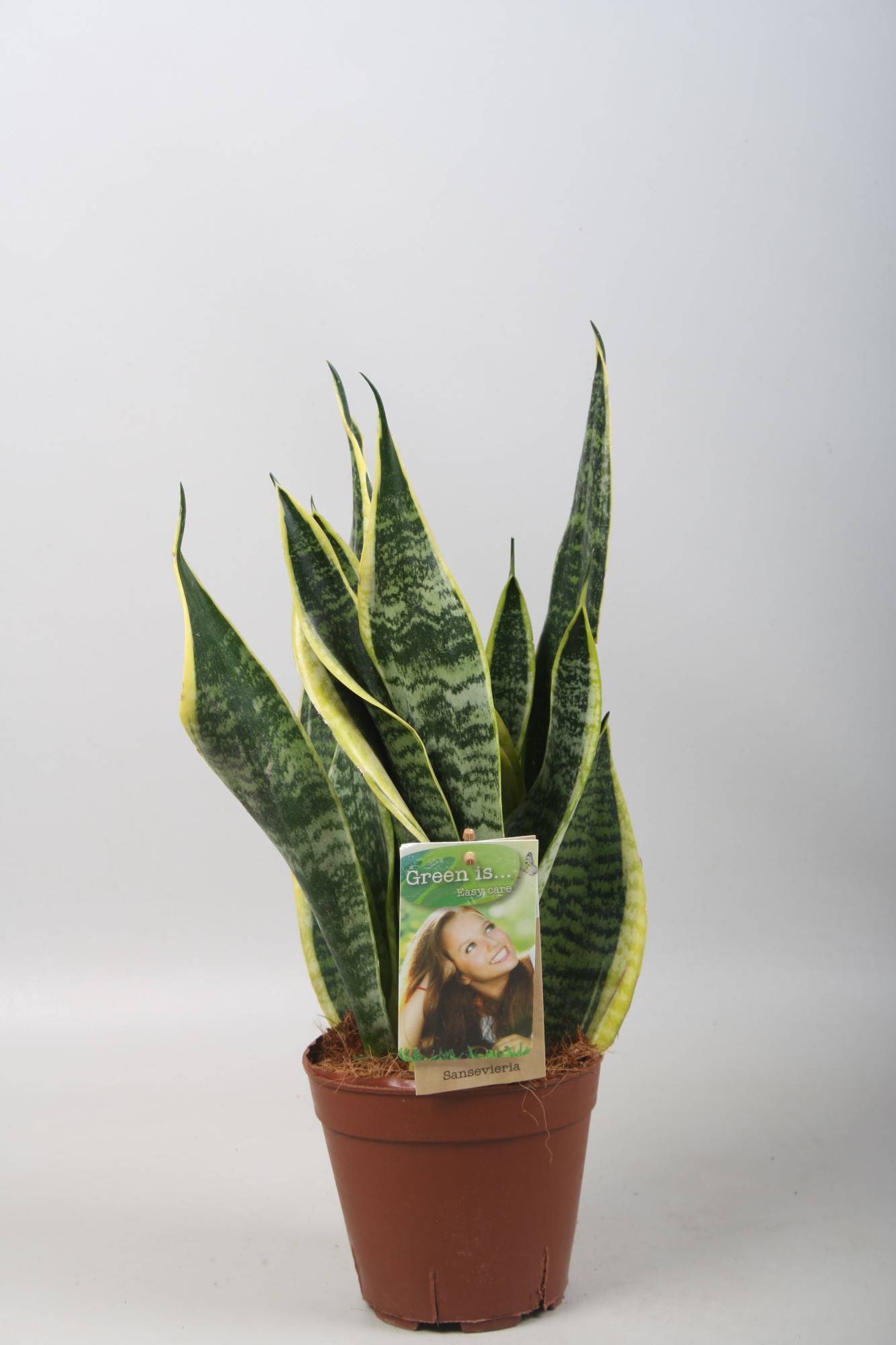 Sansevieria Futura Superba, D 14 cm