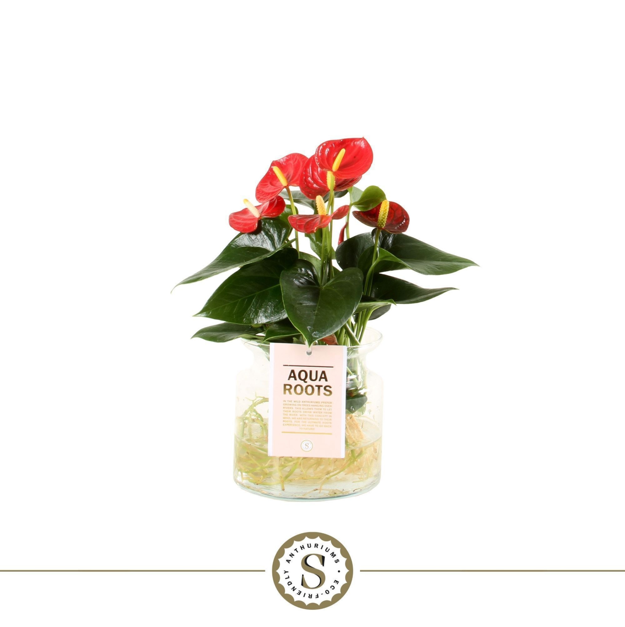 Aqua Roots Sierglas Red Champion, D 12