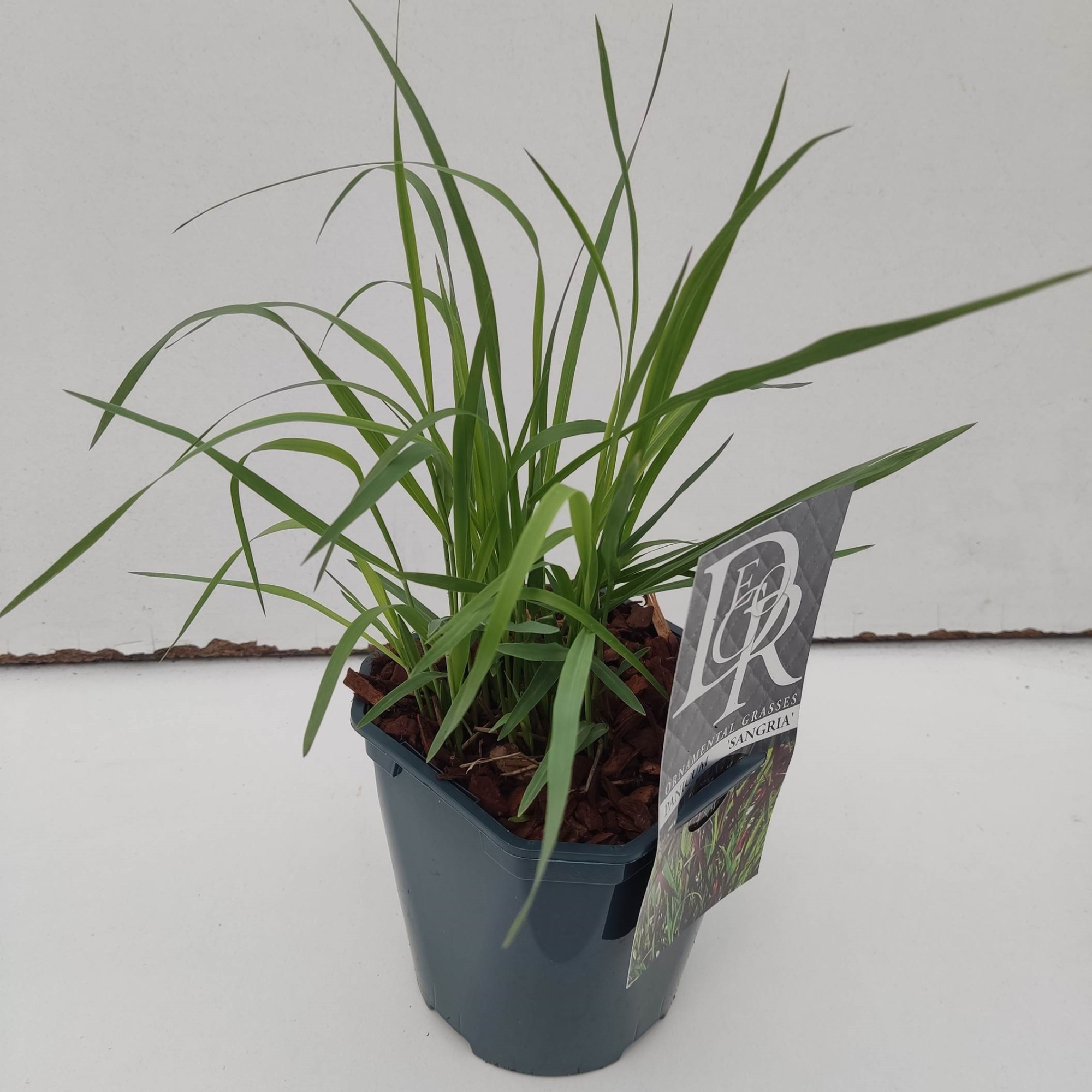 Panicum 'Sangria', D 17 cm